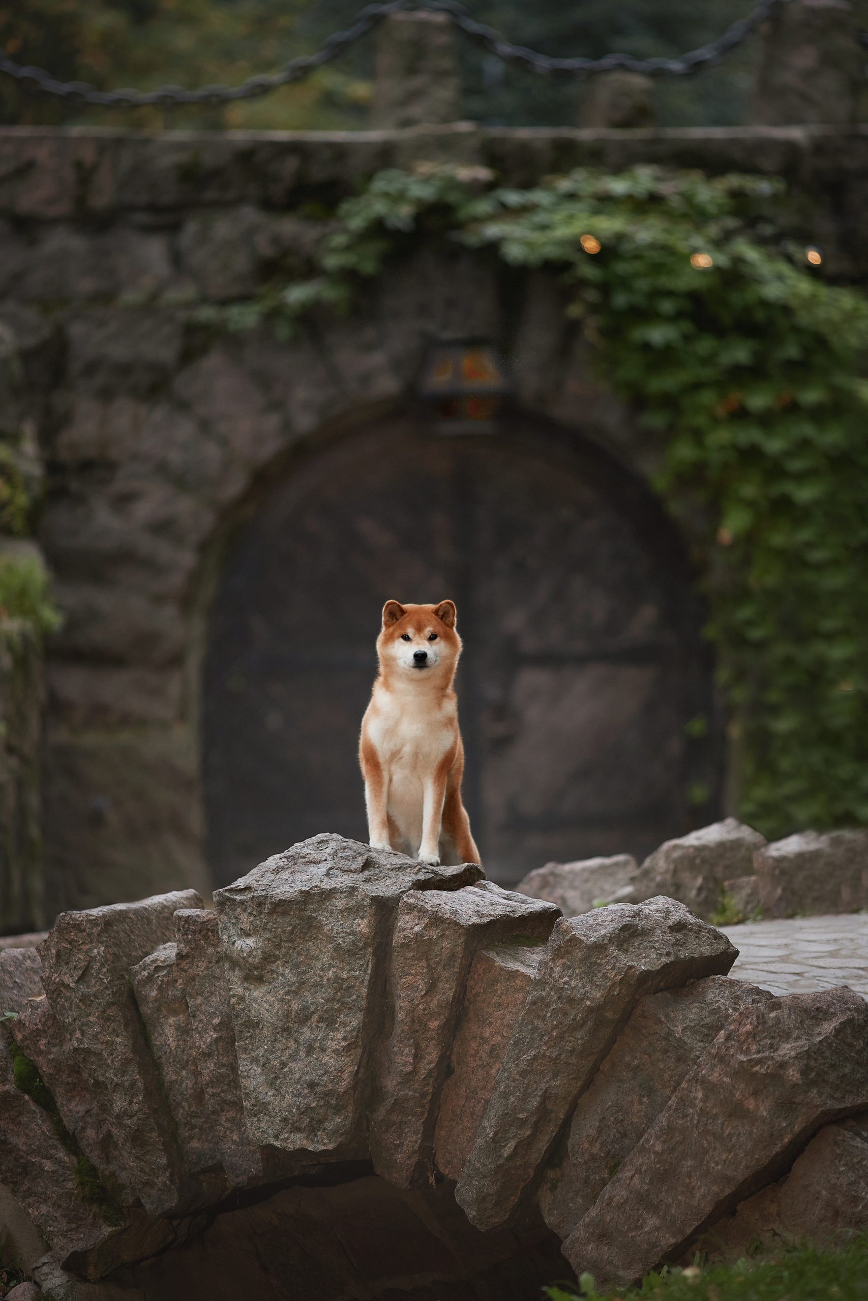 БИОГРАФИЯ. ФОТОГРАФ-АНИМАЛИСТ l LANA POLYAKOVA