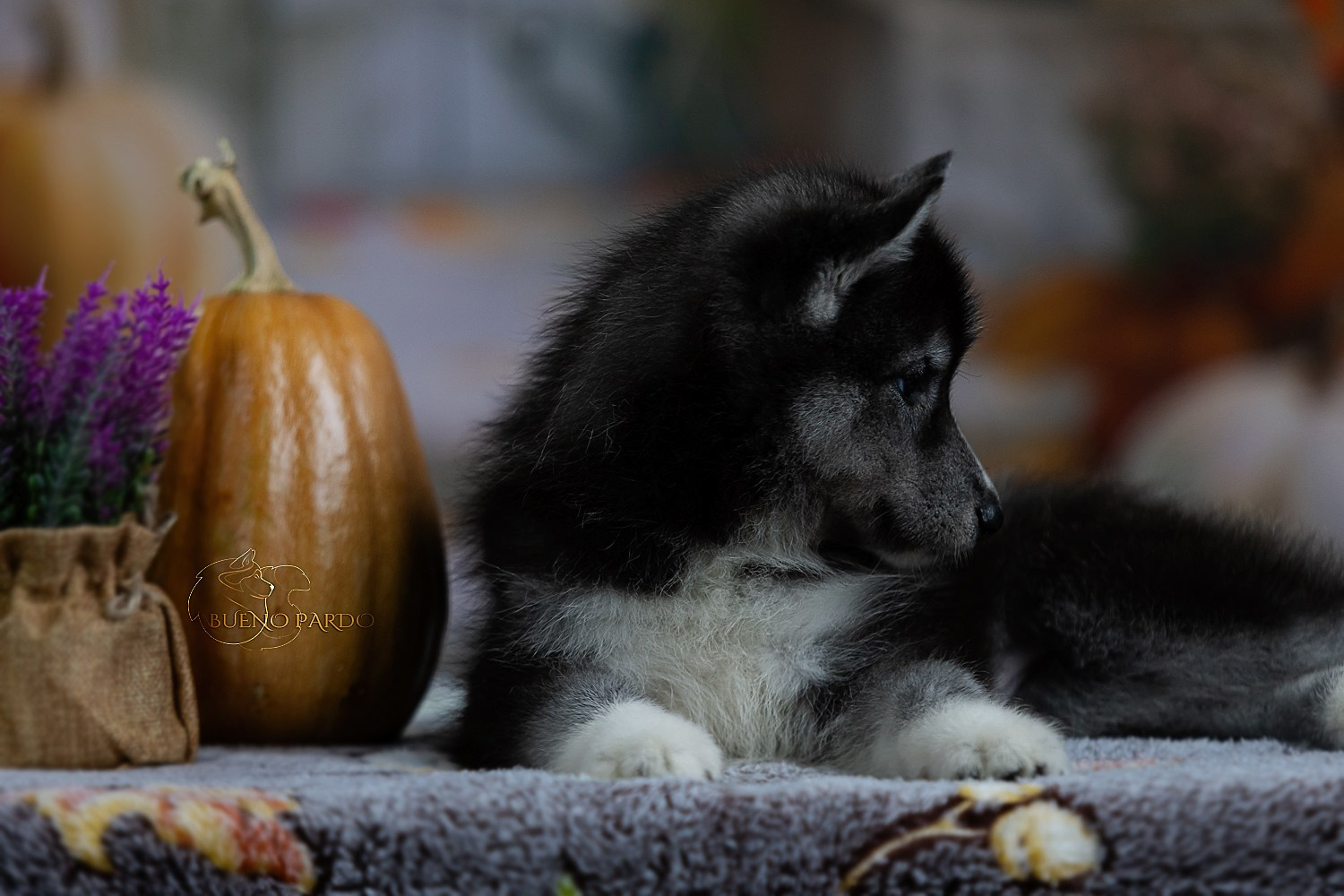Щенки сибирского хаски из питомника. Питомник собак Акита, Хаски, Корги