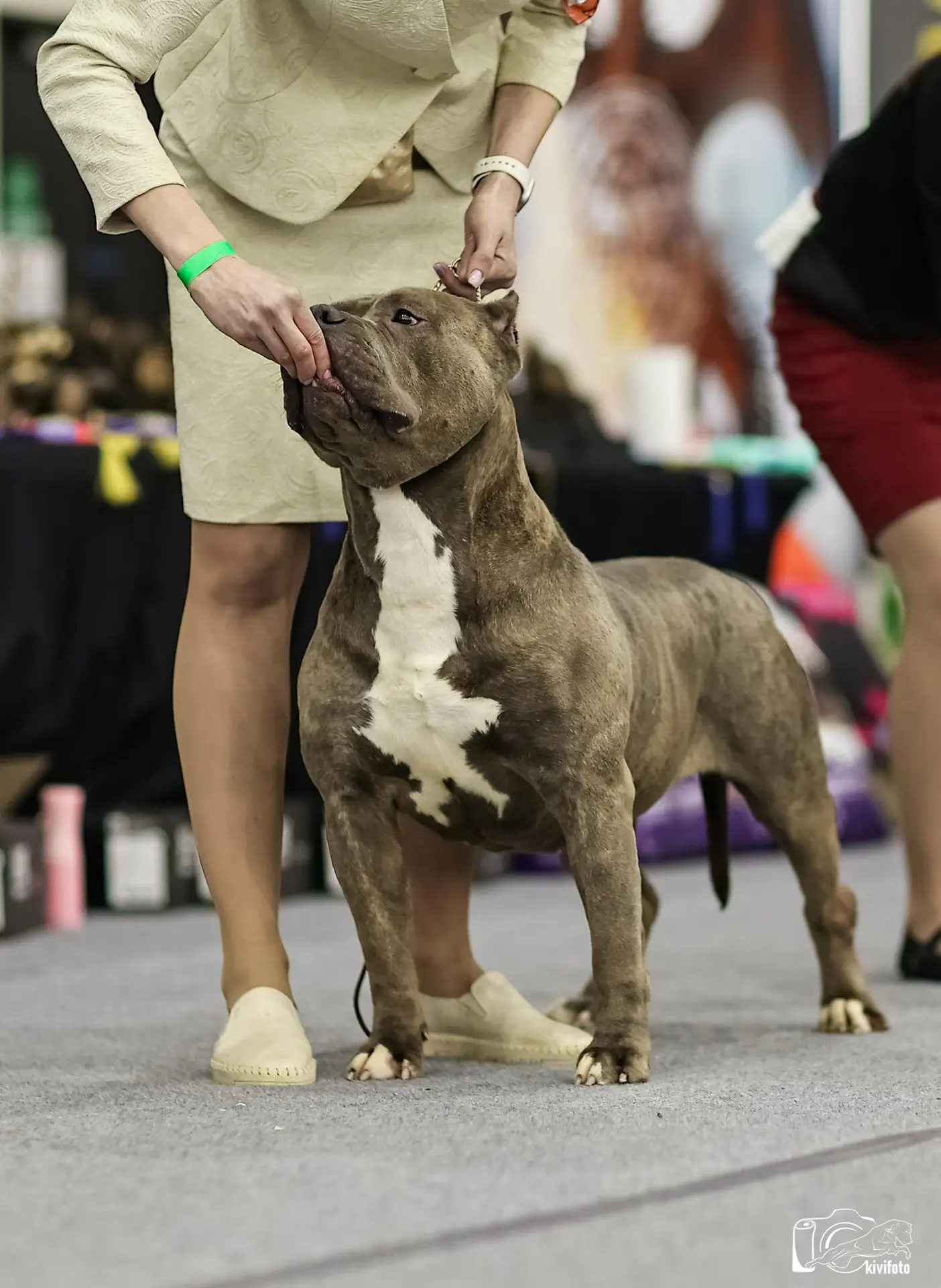 Участие в выставках. Американские булли XL в г. Калининград. Питомник Great Bully UNIVERSE