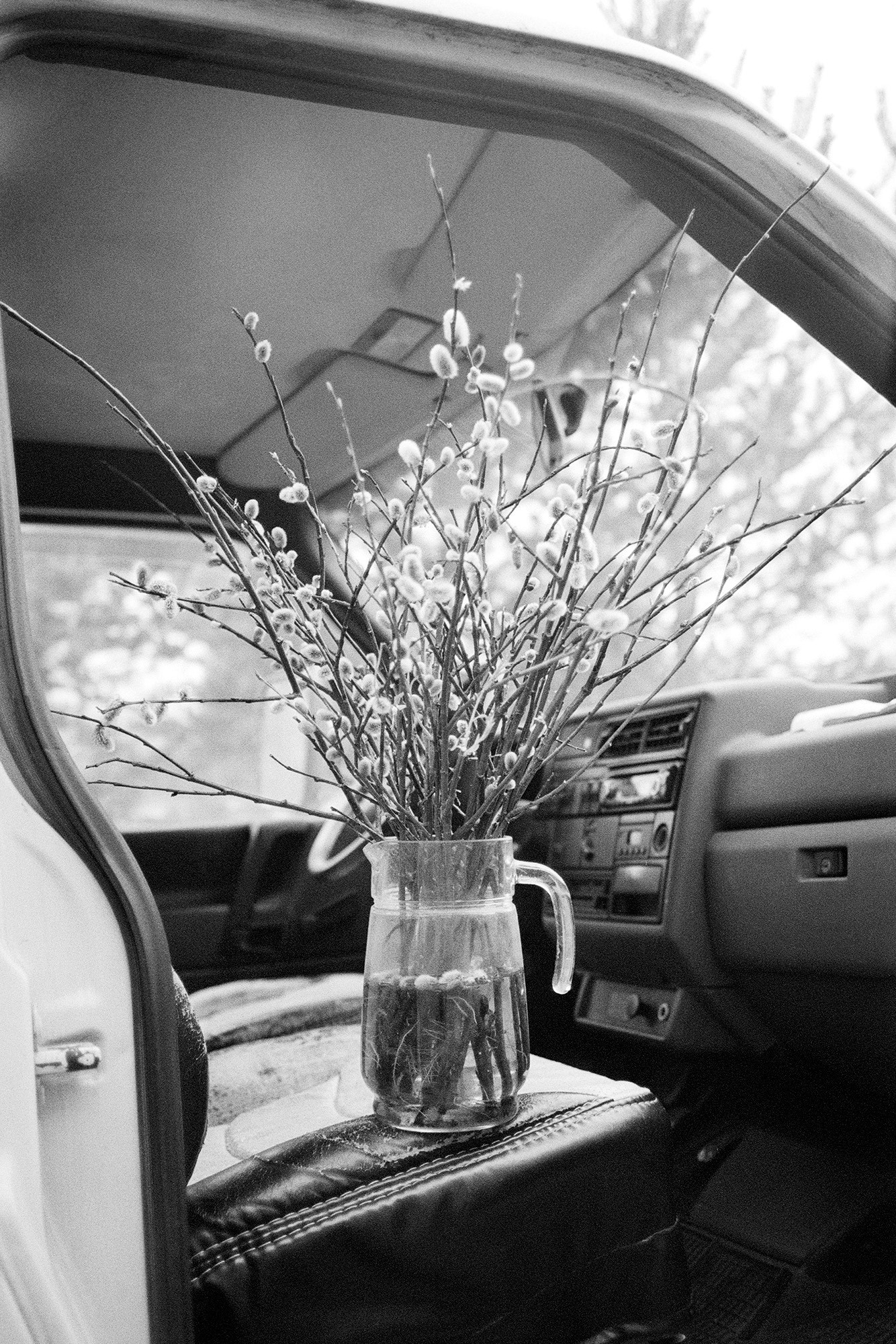 Pussywillow branches. From "Object Passport".