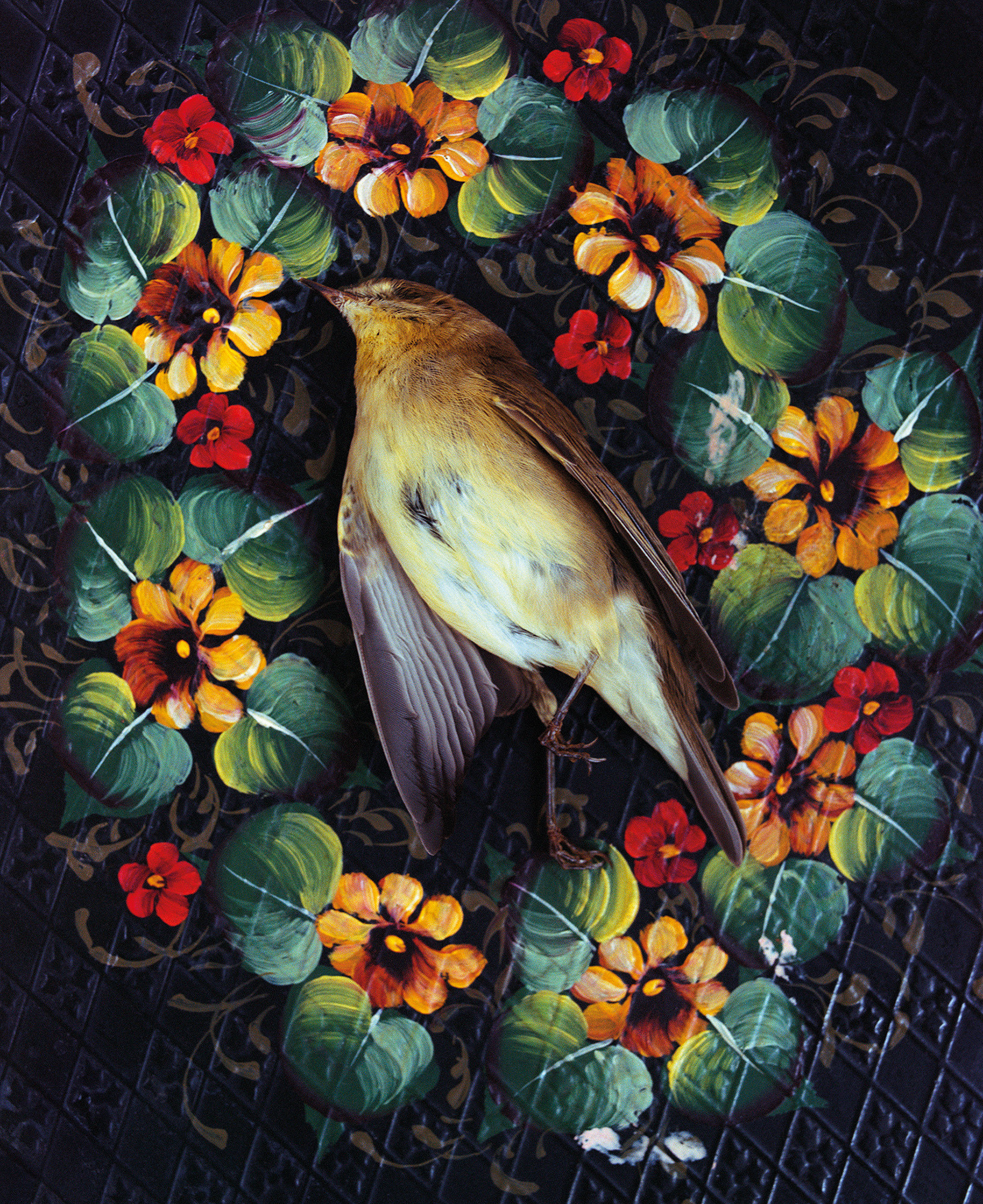 Dead warbler. From "Object Passport".