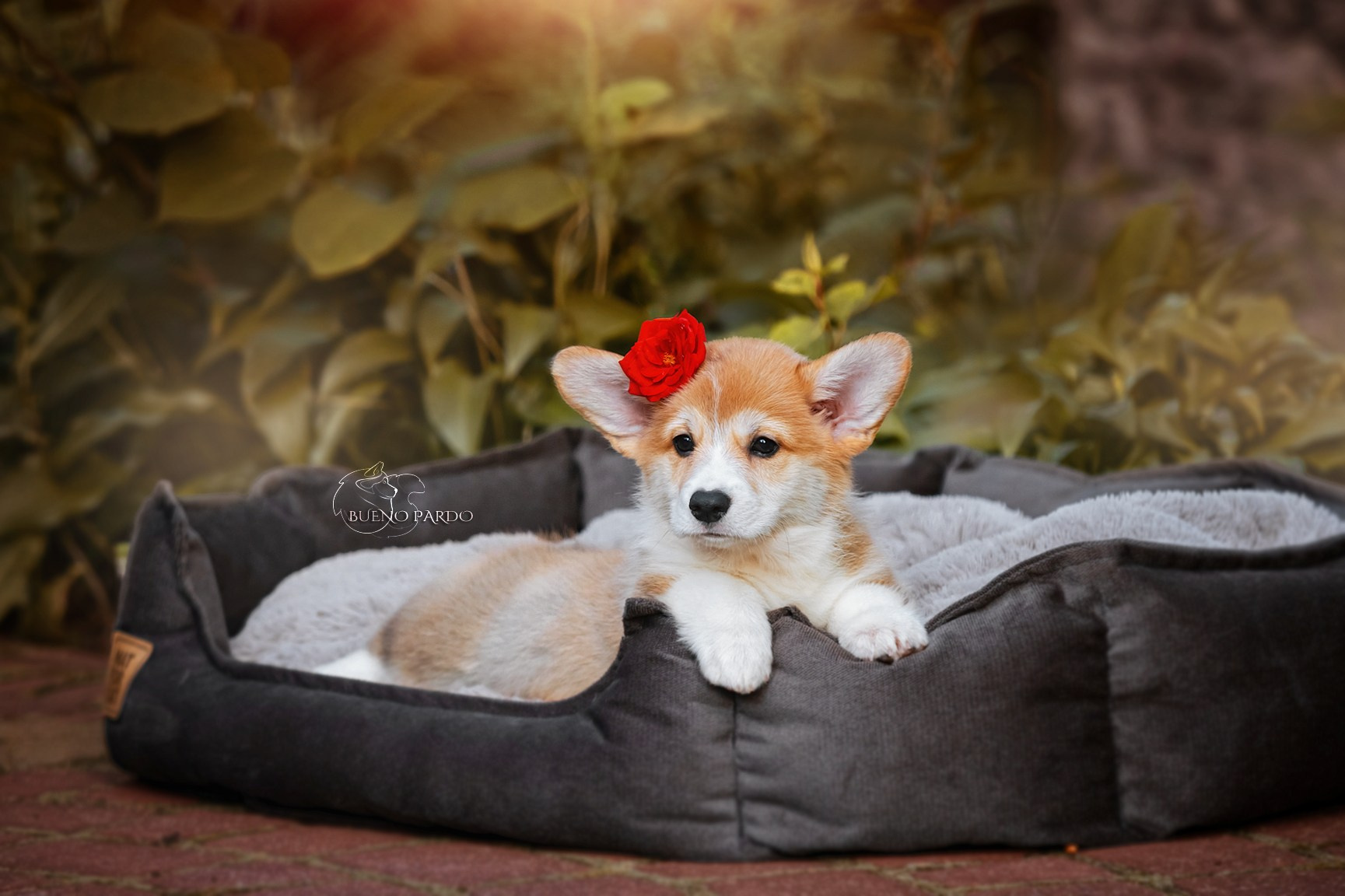 Щенки вельш корги пемброк из питомника. Питомник собак Акита, Хаски, Корги
