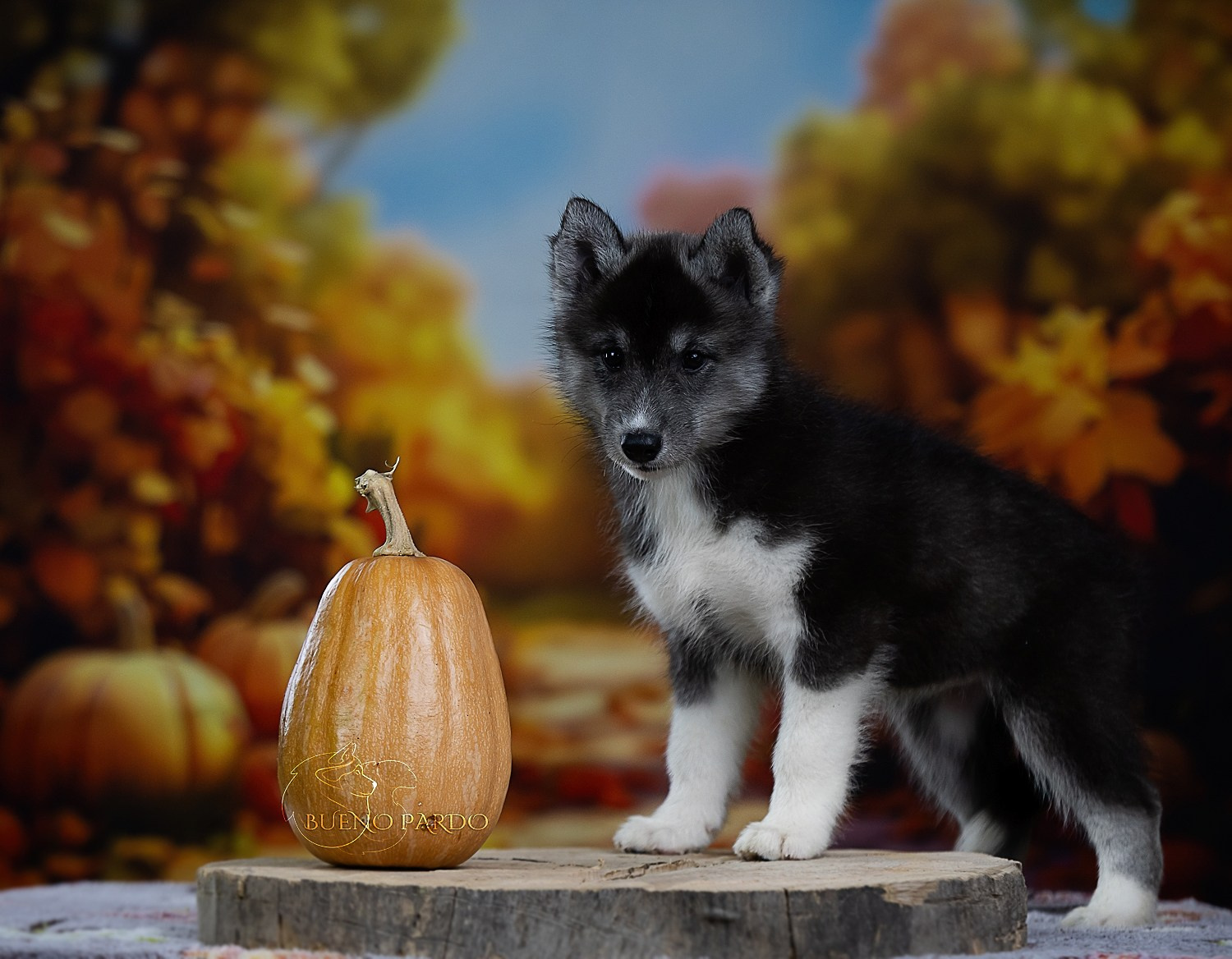 Щенки сибирского хаски из питомника. Питомник собак Акита, Хаски, Корги