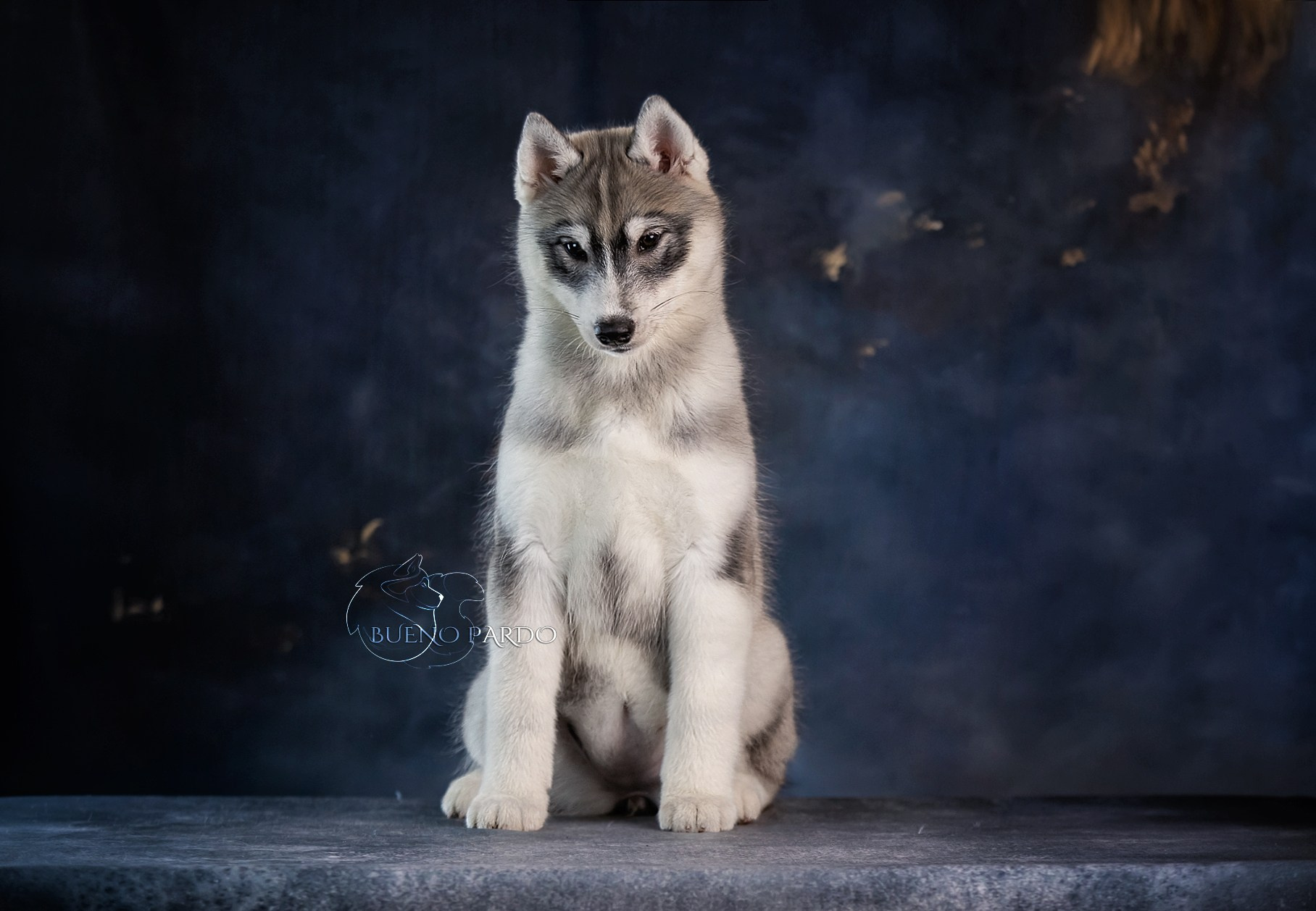 Щенки сибирского хаски из питомника. Питомник собак Акита, Хаски, Корги