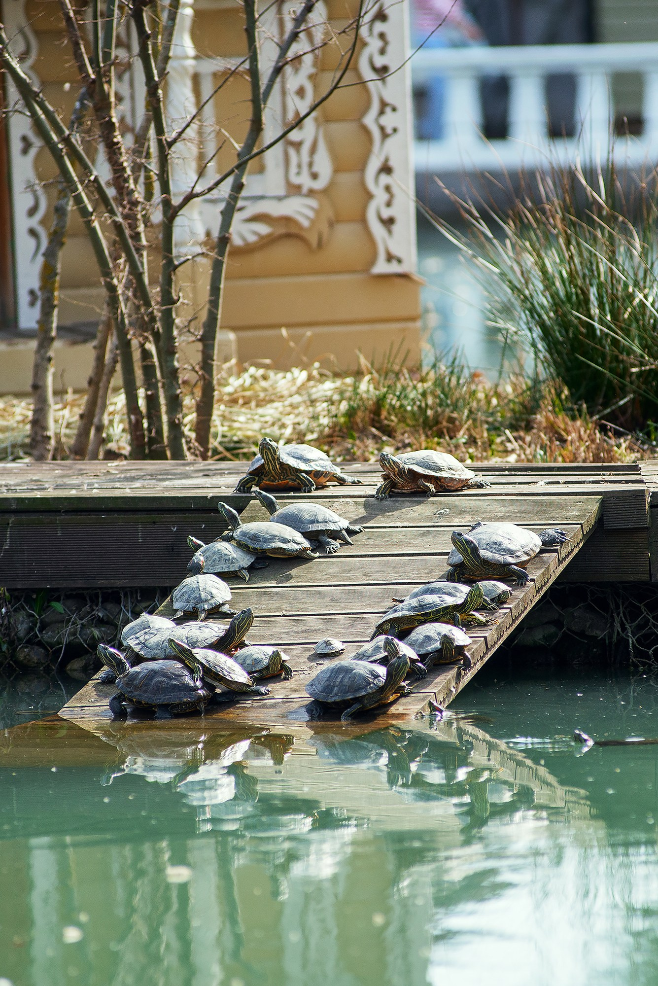Парк в Адлере «Южные культуры». Фотограф в Адлере, Сириусе, Красной Поляне — лавстори, семейные и индивидуальные фотосессии