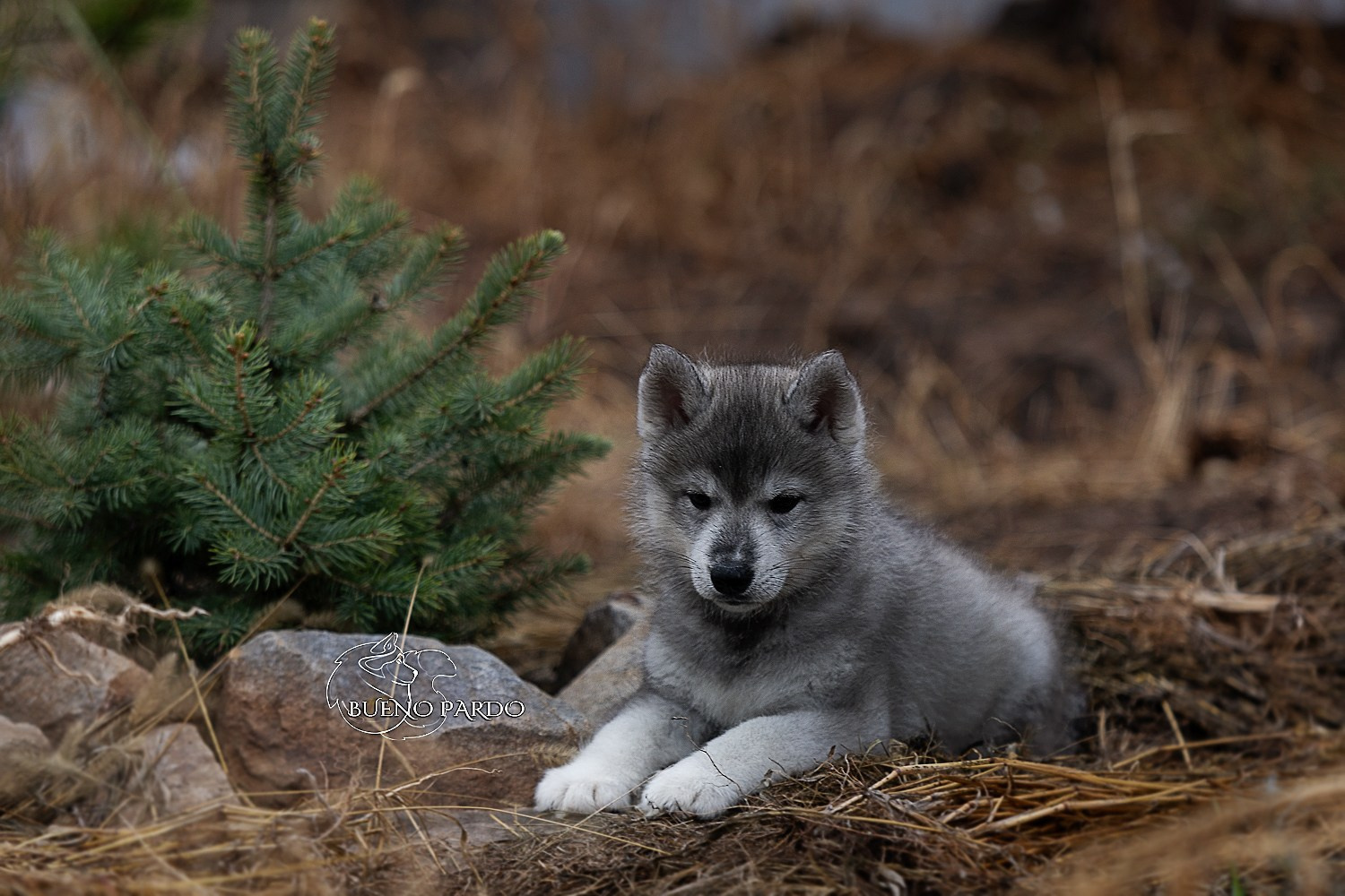 Щенки сибирского хаски из питомника. Питомник собак Акита, Хаски, Корги