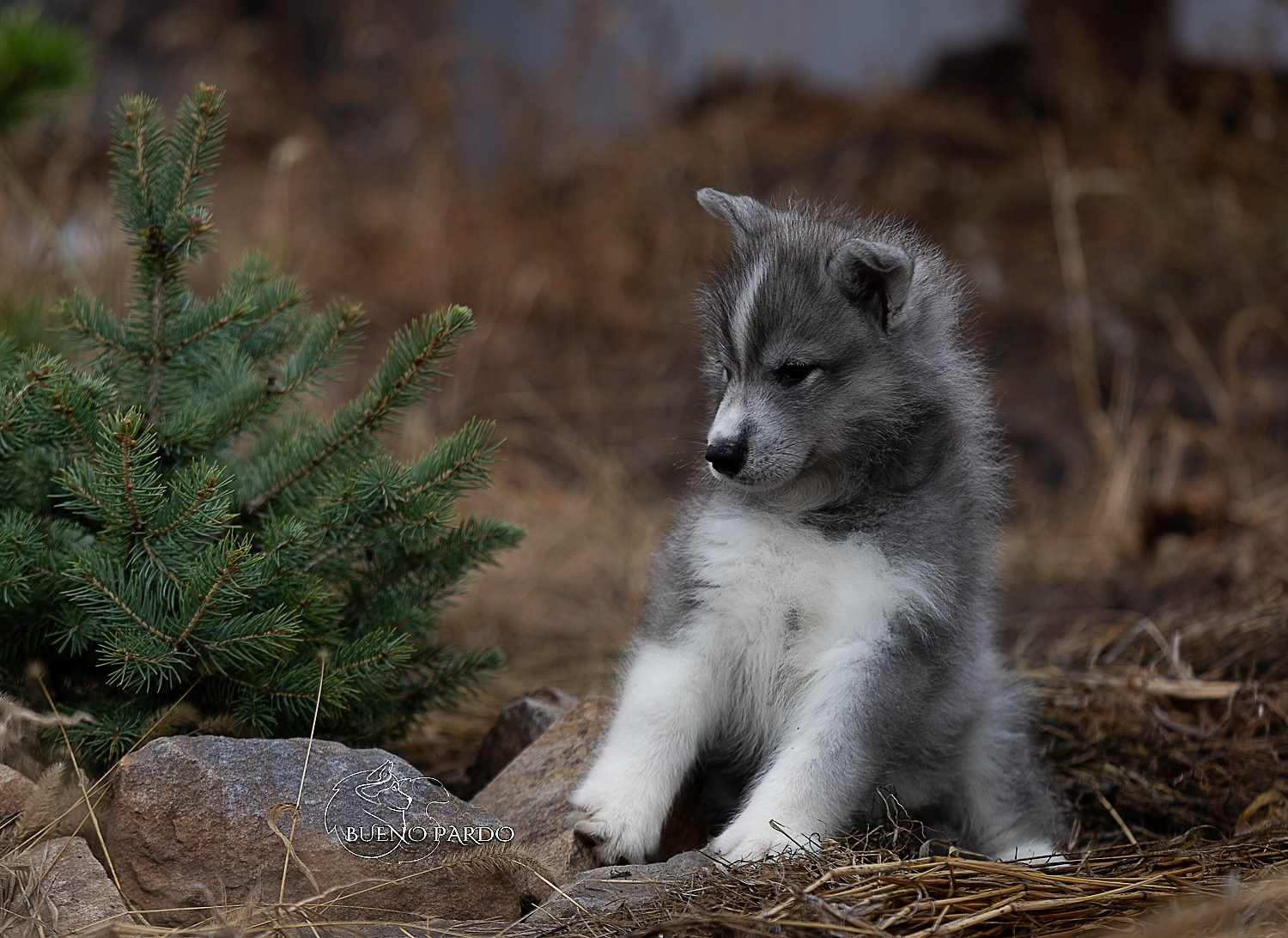 Щенки сибирского хаски из питомника. Питомник собак Акита, Хаски, Корги