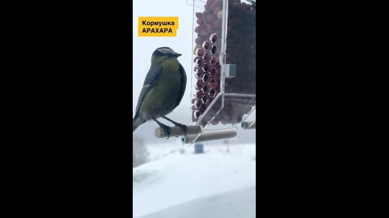 Съемка птиц на кормушке. Кормушки для птиц на окно Чирик-Чирик