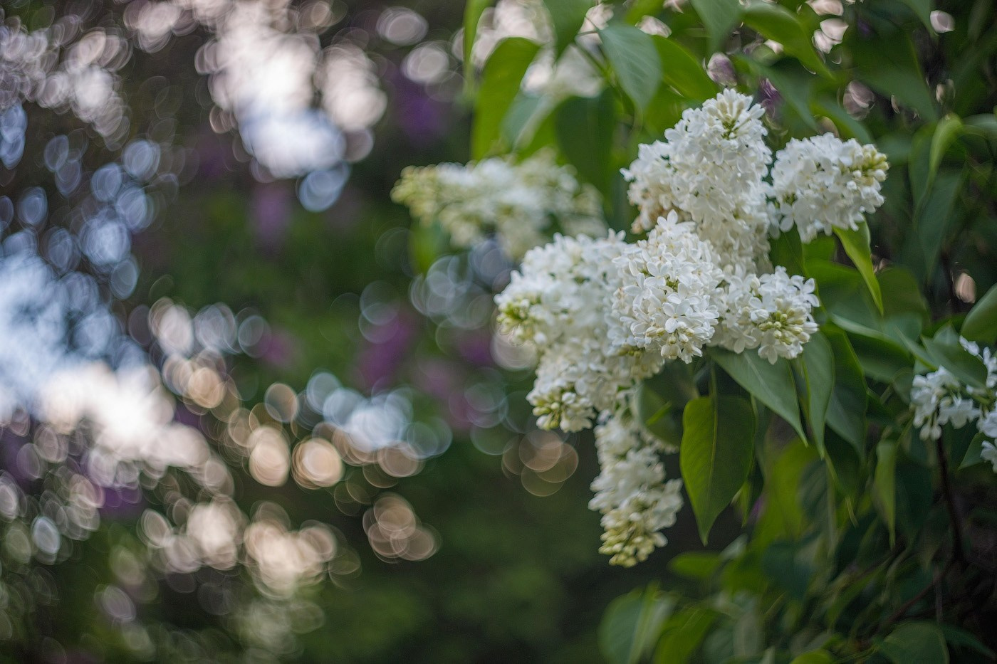Сиреневый сад Москва