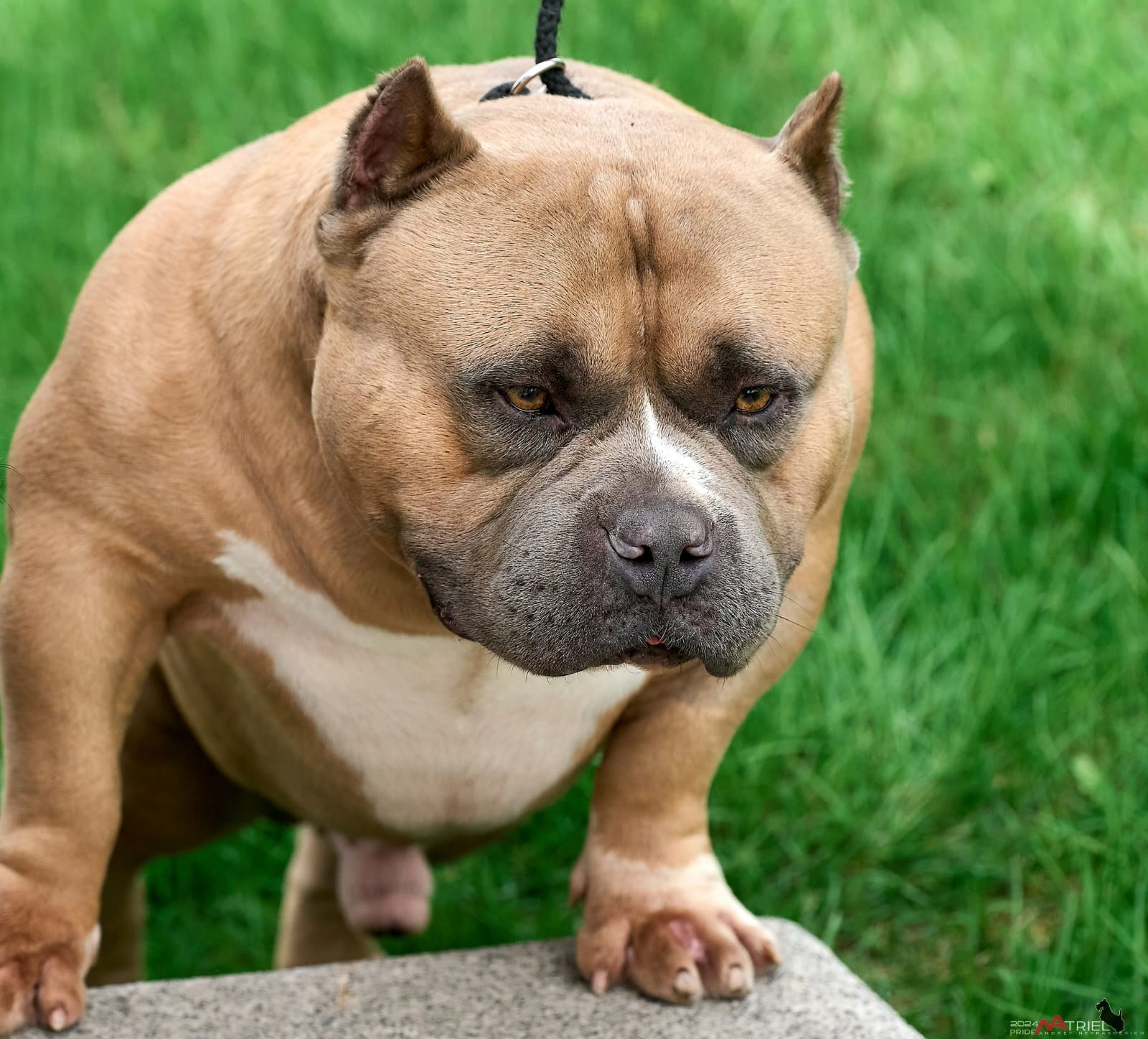 Родители Челси. ПИТОМНИК СОБАК ПОРОДЫ АМЕРИКАНСКИЙ БУЛЛИ