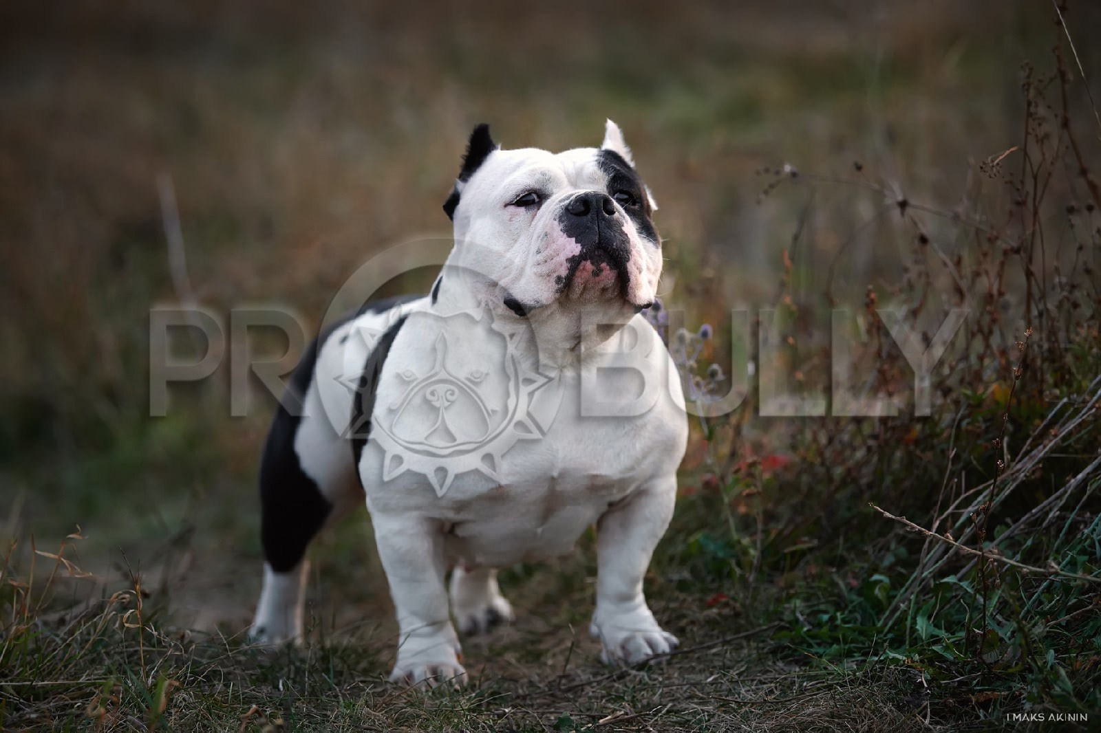 Американский булли питомник в Сочи