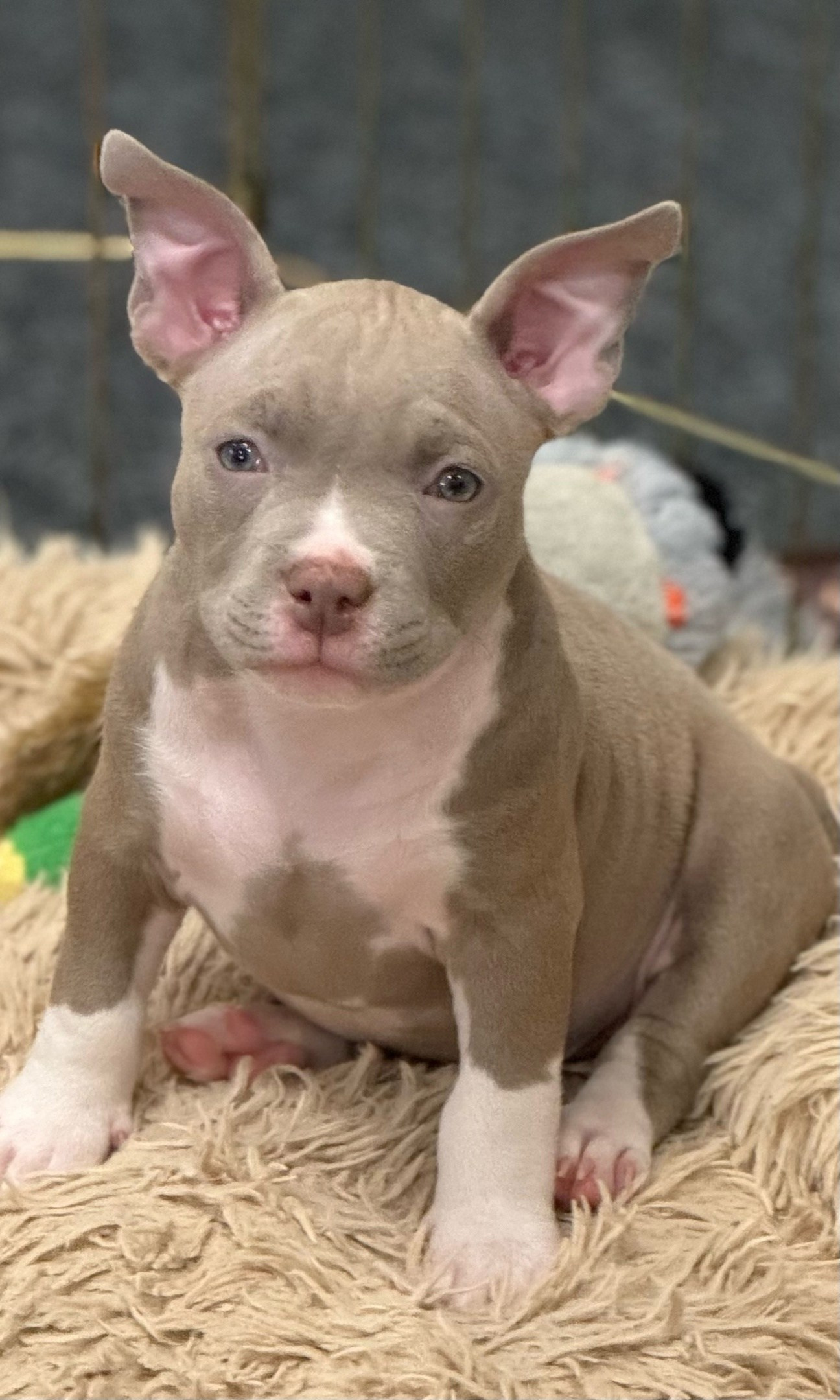 купить щенка American Bully в Новосибирске 