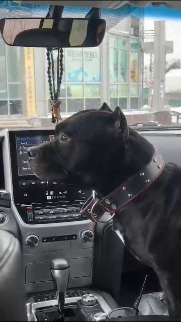 Дети Вела. ПИТОМНИК СОБАК ПОРОДЫ АМЕРИКАНСКИЙ БУЛЛИ