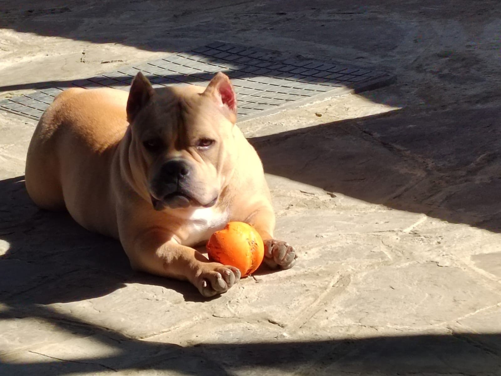 красивая сука булли в палевом окрасе