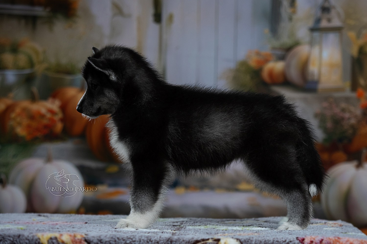 Щенки сибирского хаски из питомника. Питомник собак Акита, Хаски, Корги