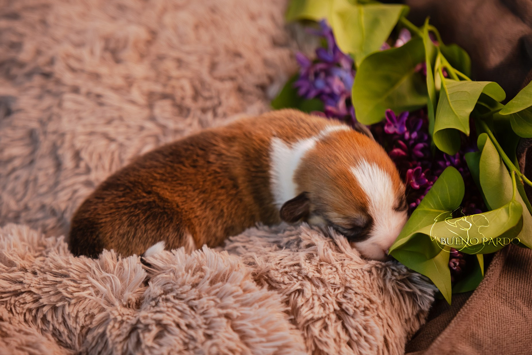 Щенки вельш корги пемброк из питомника. Питомник собак Акита, Хаски, Корги