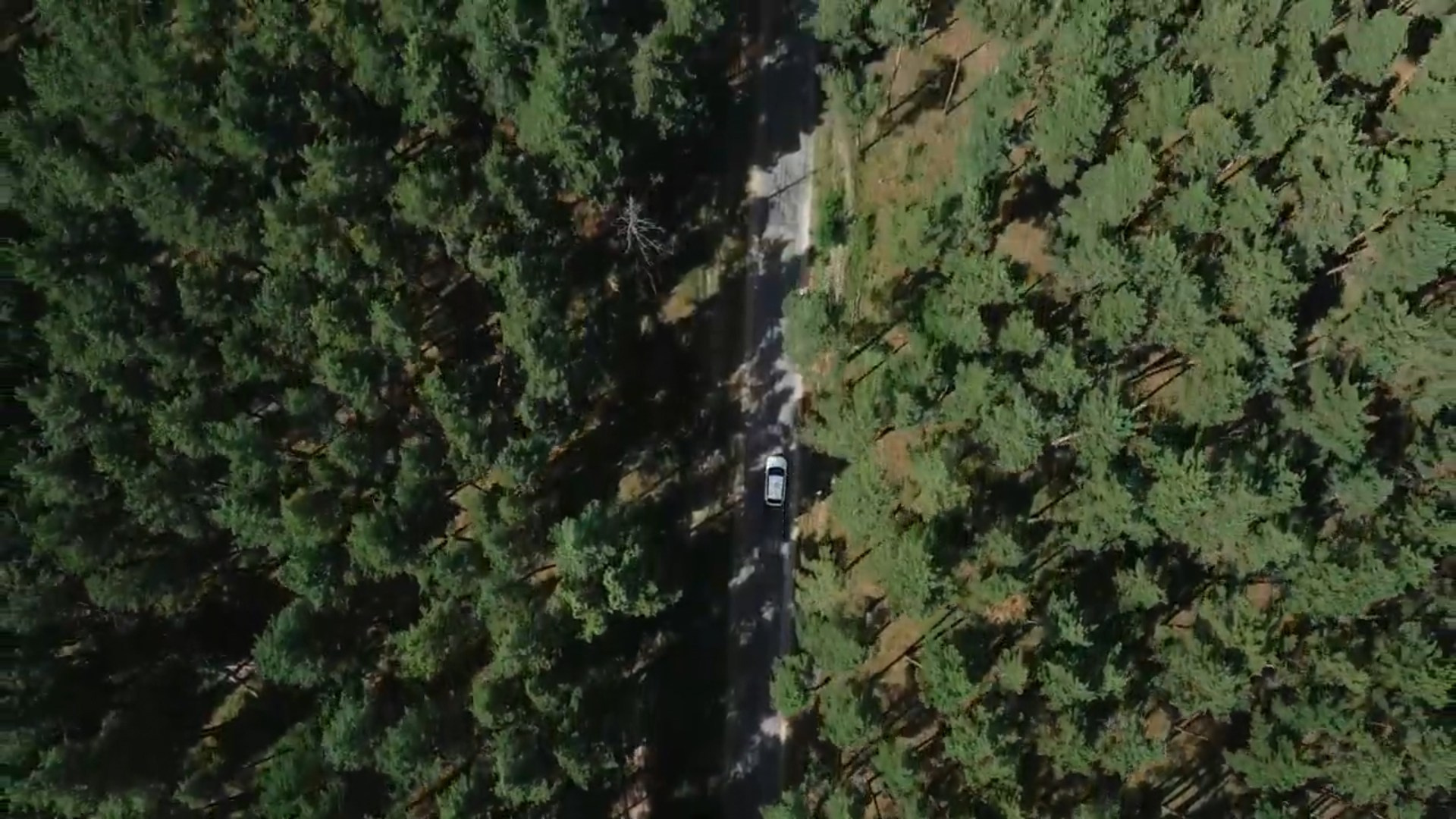 Видео. Свадебное фото и видео в Липецке. Павел Покидов, Елена Покидова