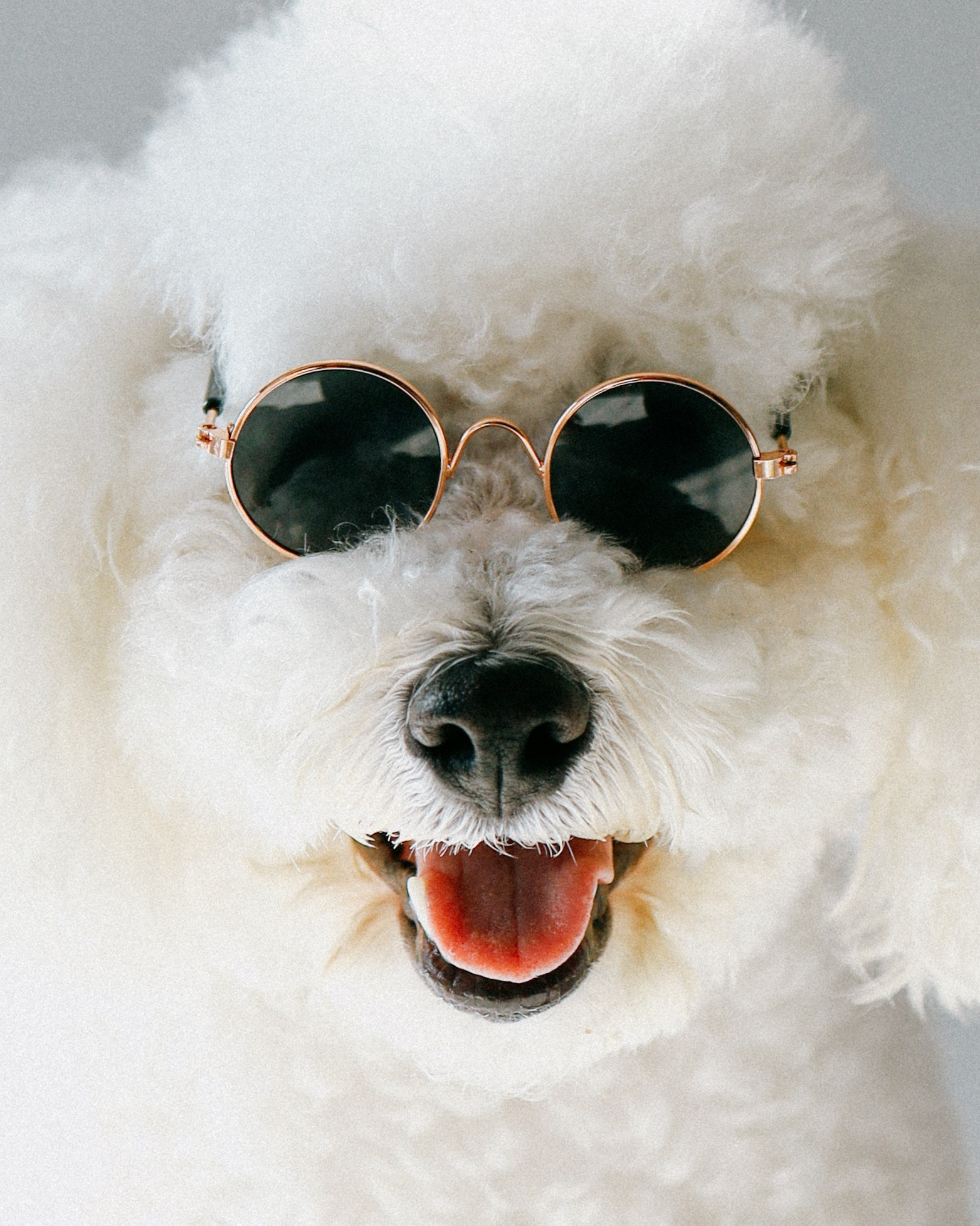 ФОТОСЕССИЯ С ХВОСТИКАМИ. Портретный фотограф в Москве. Фотосессии с собаками