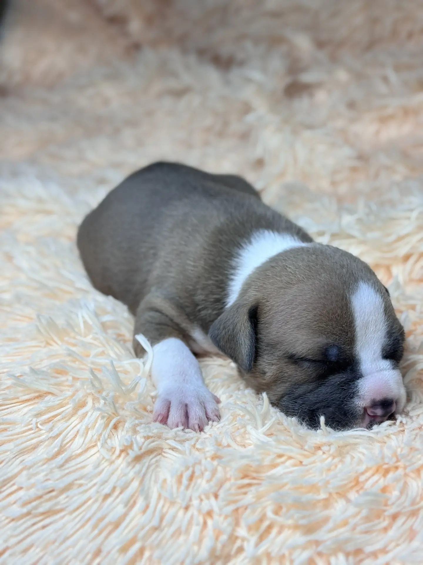 Свободные щенки Американский Булли стандарт и Свободные щенки Американский Булли классик. Американский Булли в г. Ростов-на-Дону. Питомник THE POWER OF SIBERIA