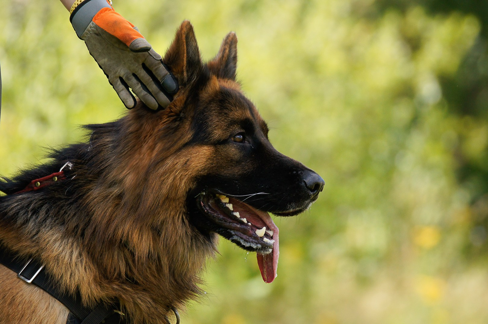 Репортажная съемка. Фотограф-анималист Нижний Новгород