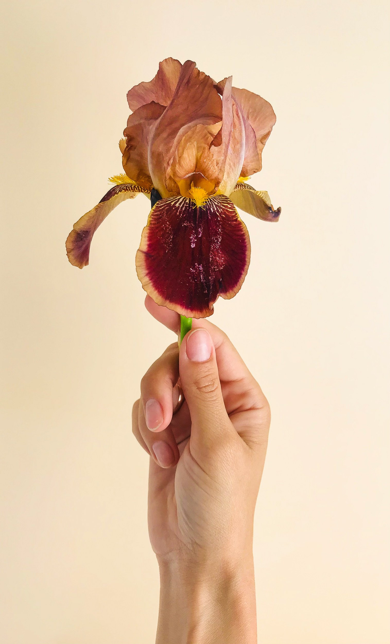 Юлия Василенко, Предметный фотограф Барнаул, бьюти съемка ,съемка крема, косметика, фото для бренда в Барнауле, фото для маркетплейсов, съёмка для упаковки, фото упаковка, прайс на предметную фотосъемку, фотосъемка для производителя, предметная съемка