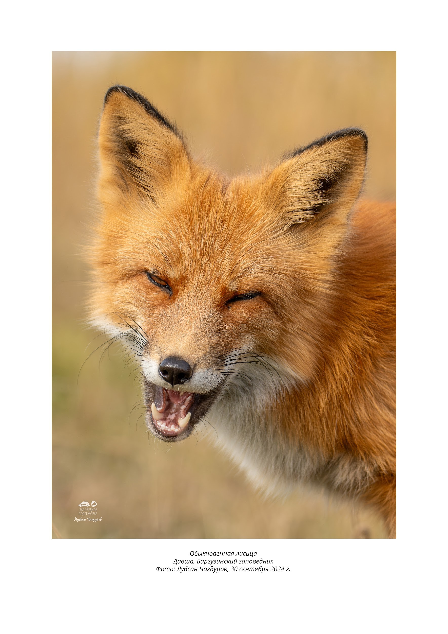 Фотограф Лубсан Чагдуров