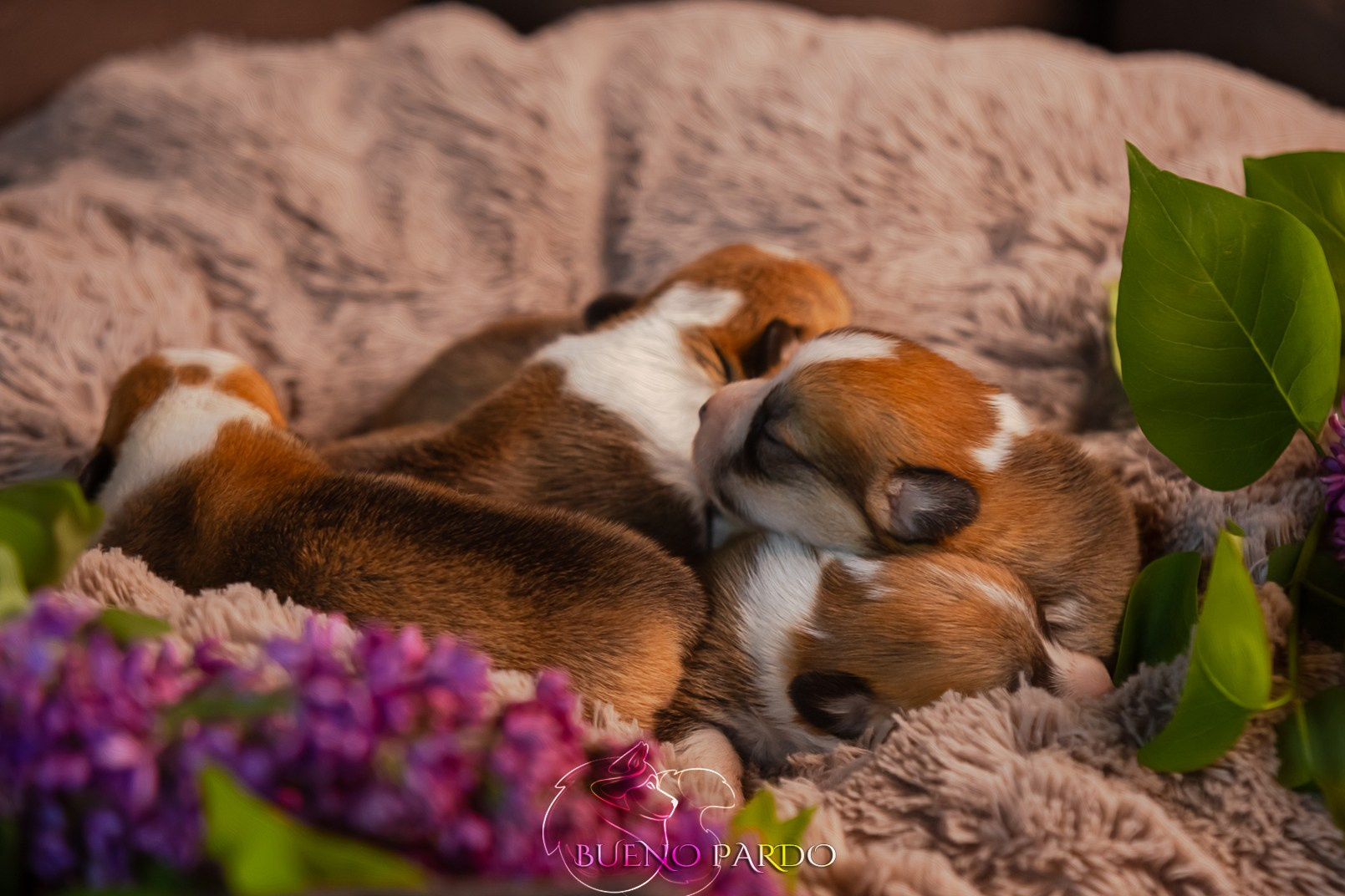 Щенки вельш корги пемброк из питомника. Питомник собак Акита, Хаски, Корги