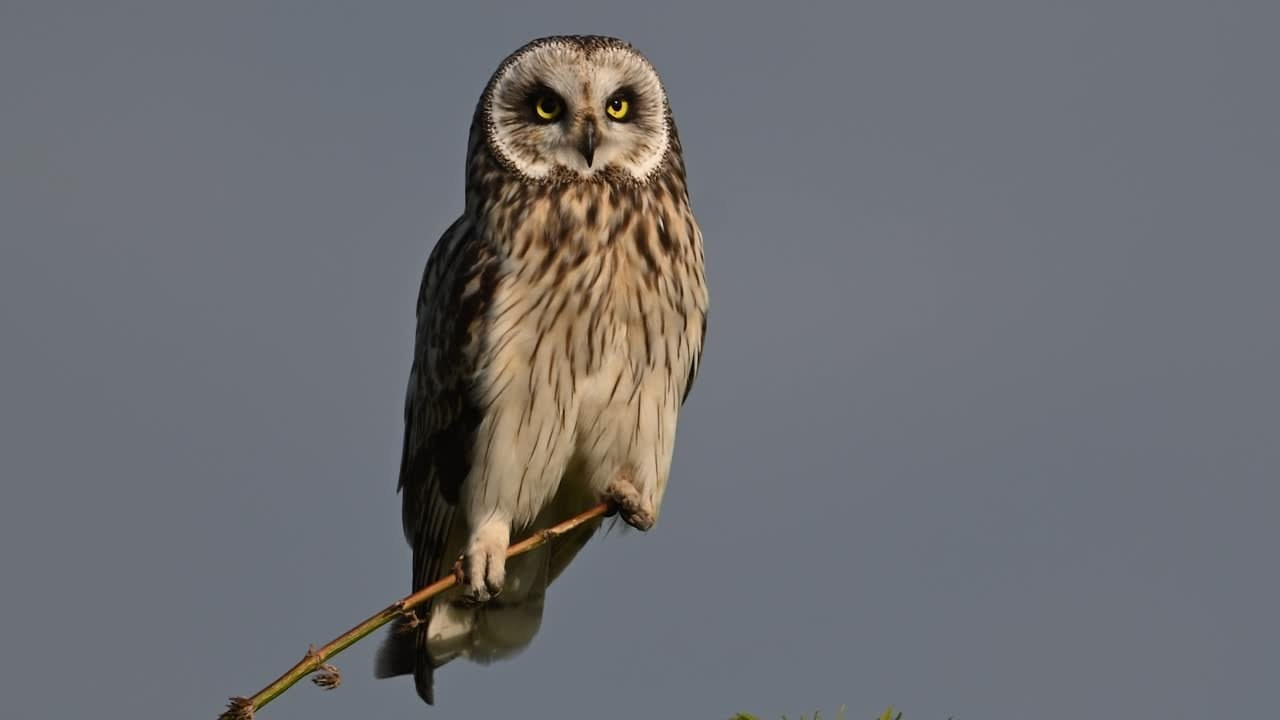 Совы играют в догонялки. Wildlife photography by Sergey Puponin