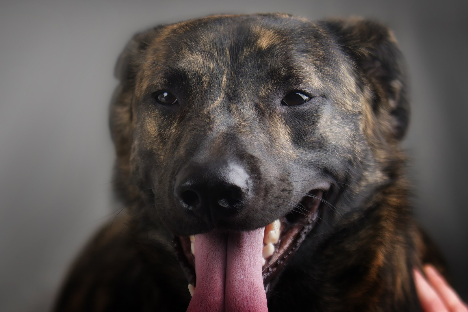 Отзывы. Фотограф-анималист Юлия Зубкова