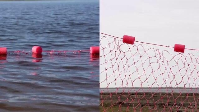 The catch. Artist Anna Snegina Художница Анна Снегина