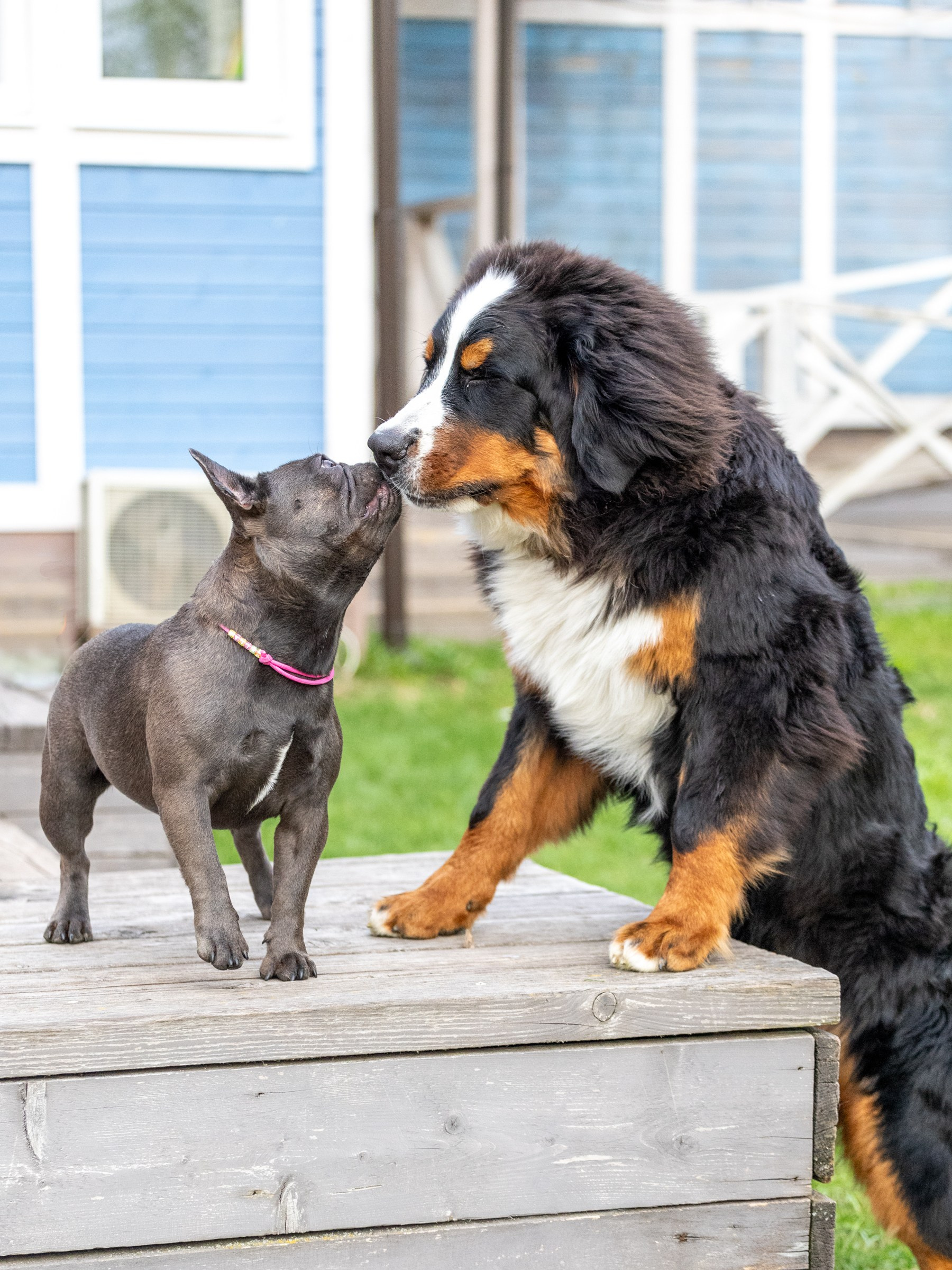 Портфолио. Фотограф-анималист в Москве Кириллова Татьяна