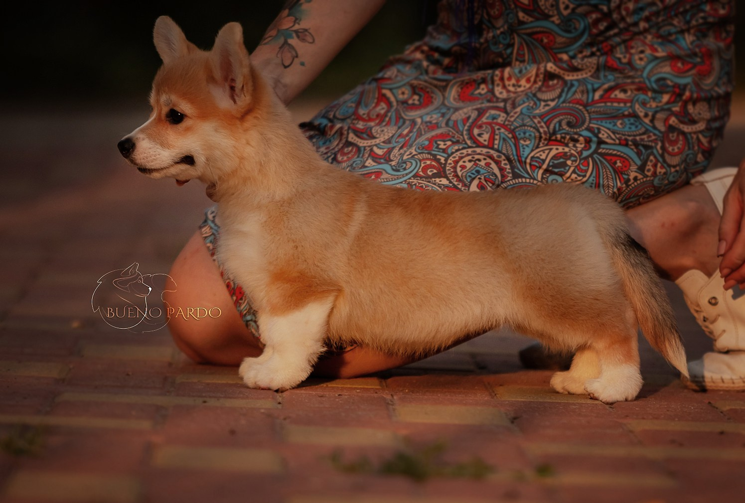 Щенки вельш корги пемброк из питомника. Питомник собак Акита, Хаски, Корги