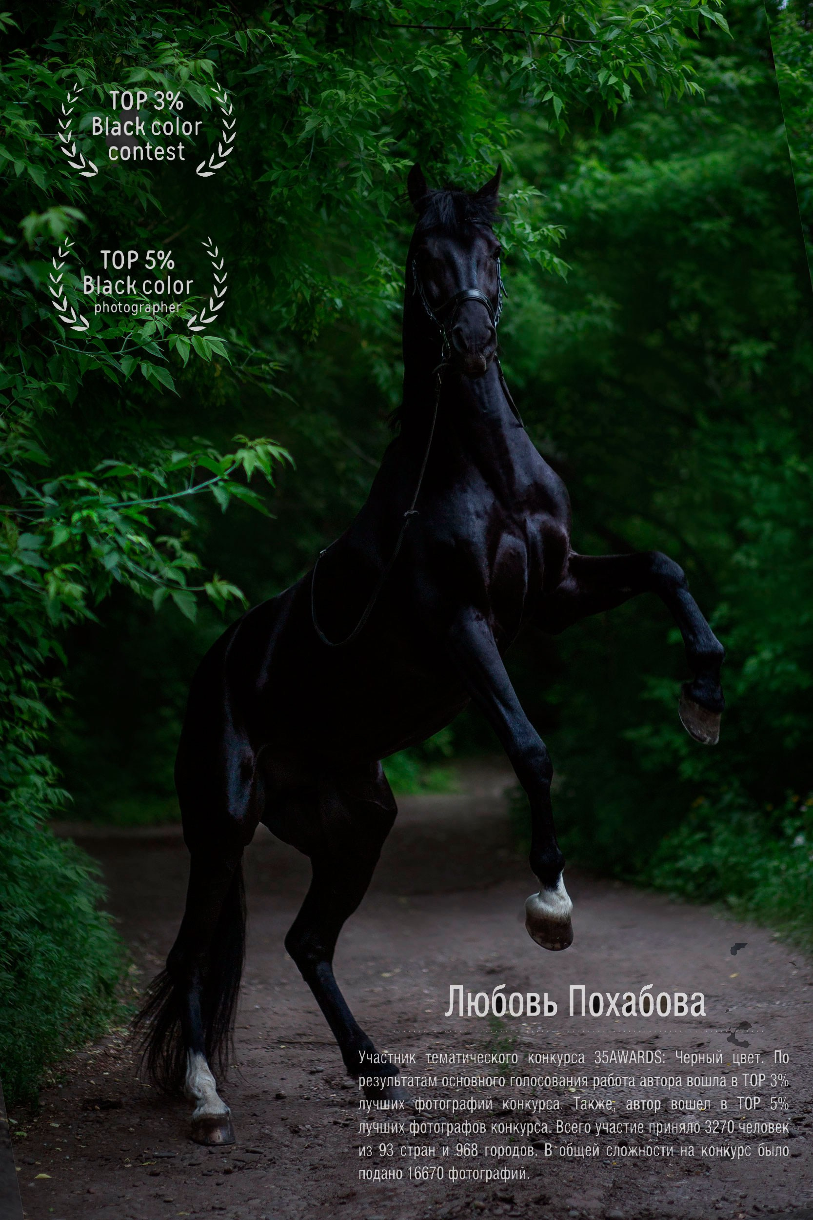 Главная. Конный фотограф в Красноярске — Любовь Похабова