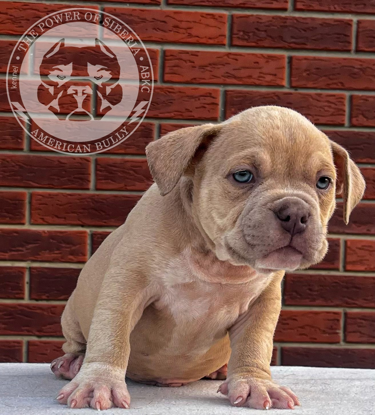 Помет Каспер и Тагира. 21.04.25. Американский Булли в г. Ростов-на-Дону. Питомник THE POWER OF SIBERIA