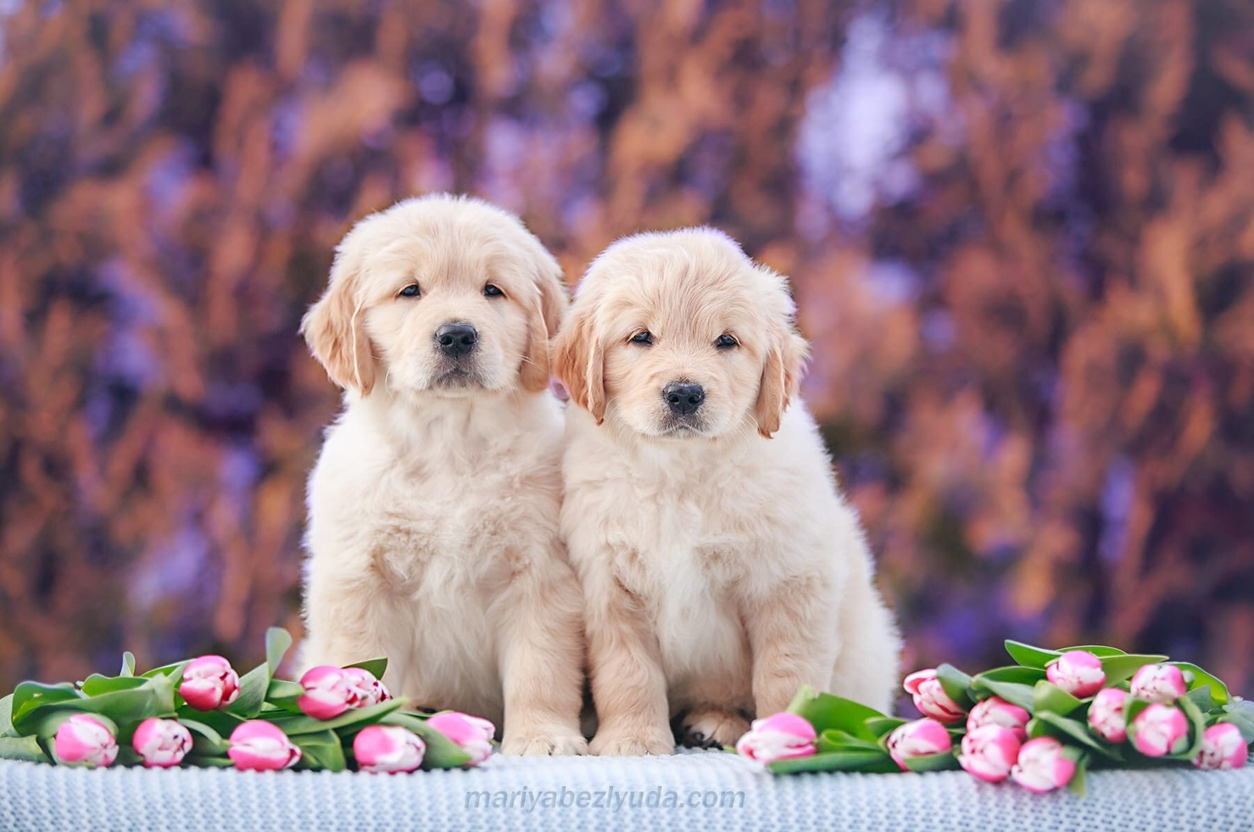 Фотосессии собак, анималистика, фотограф-анималист, анималист. Семейный и детский фотограф в Москве Мария Быкова