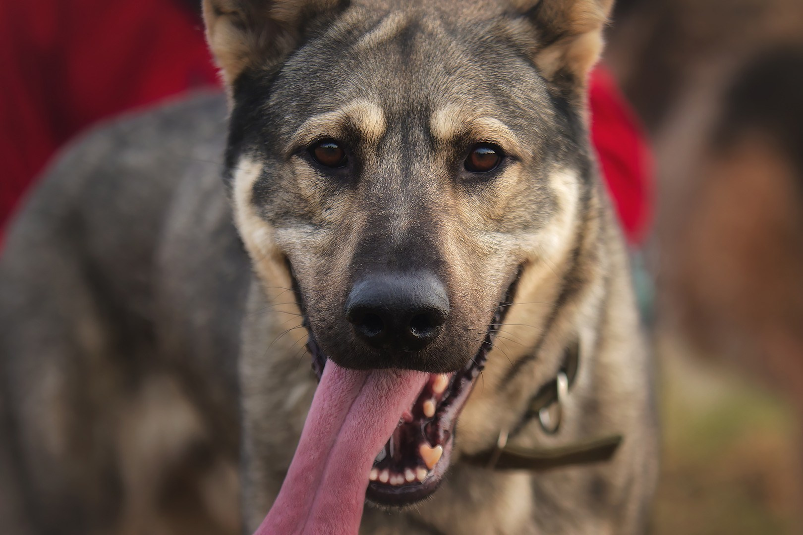 Отзывы. Фотограф-анималист Юлия Зубкова