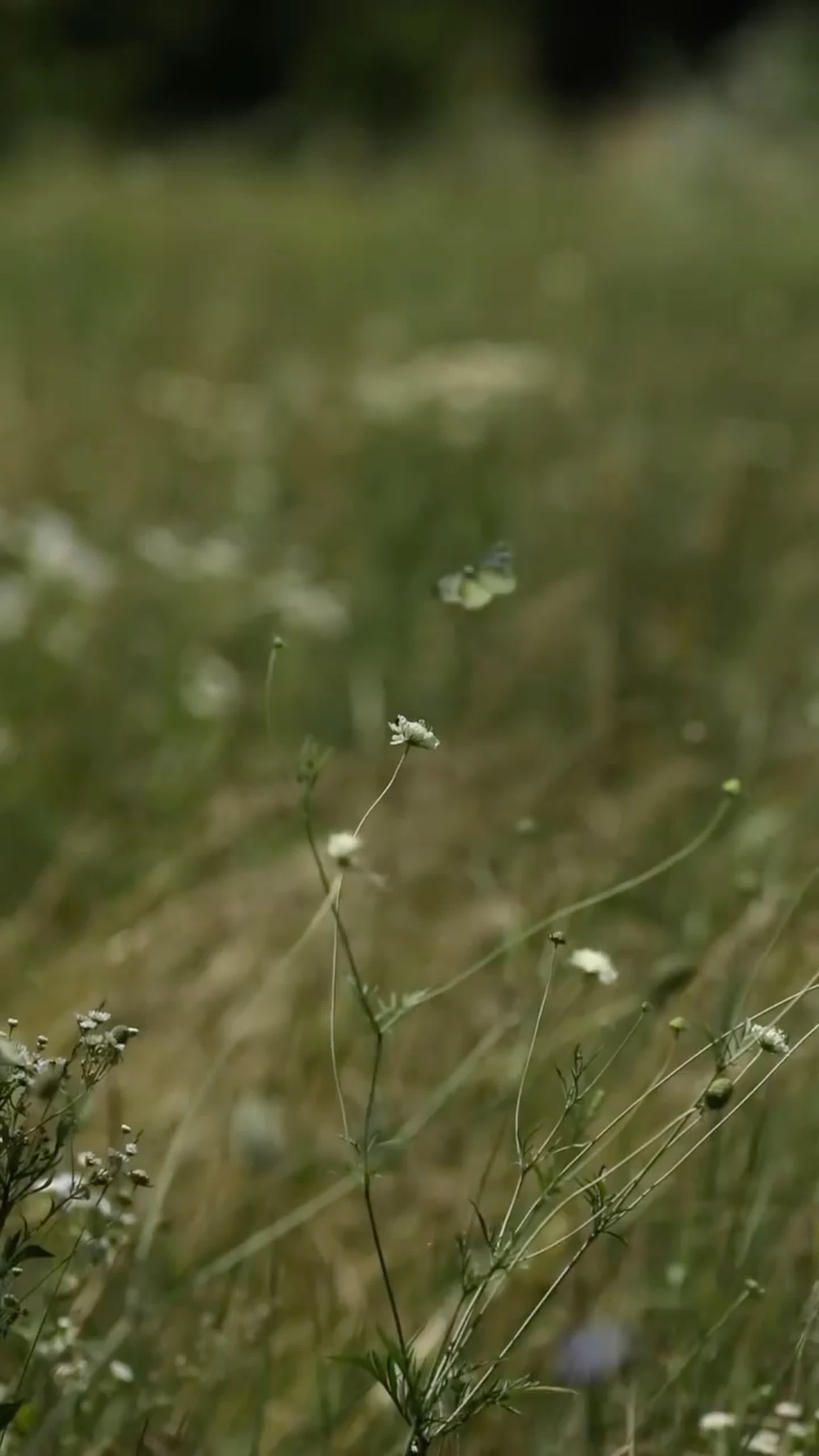 Бэки. Свадебный и семейный фотограф Василина Батищева в Моздоке, Северной Осетии и КМВ