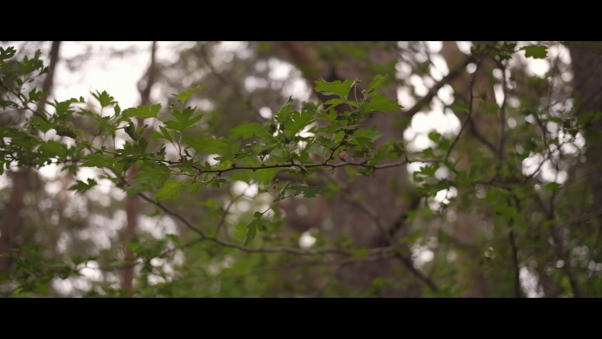 Александр Клепиков ВИДЕООПЕРАТОР