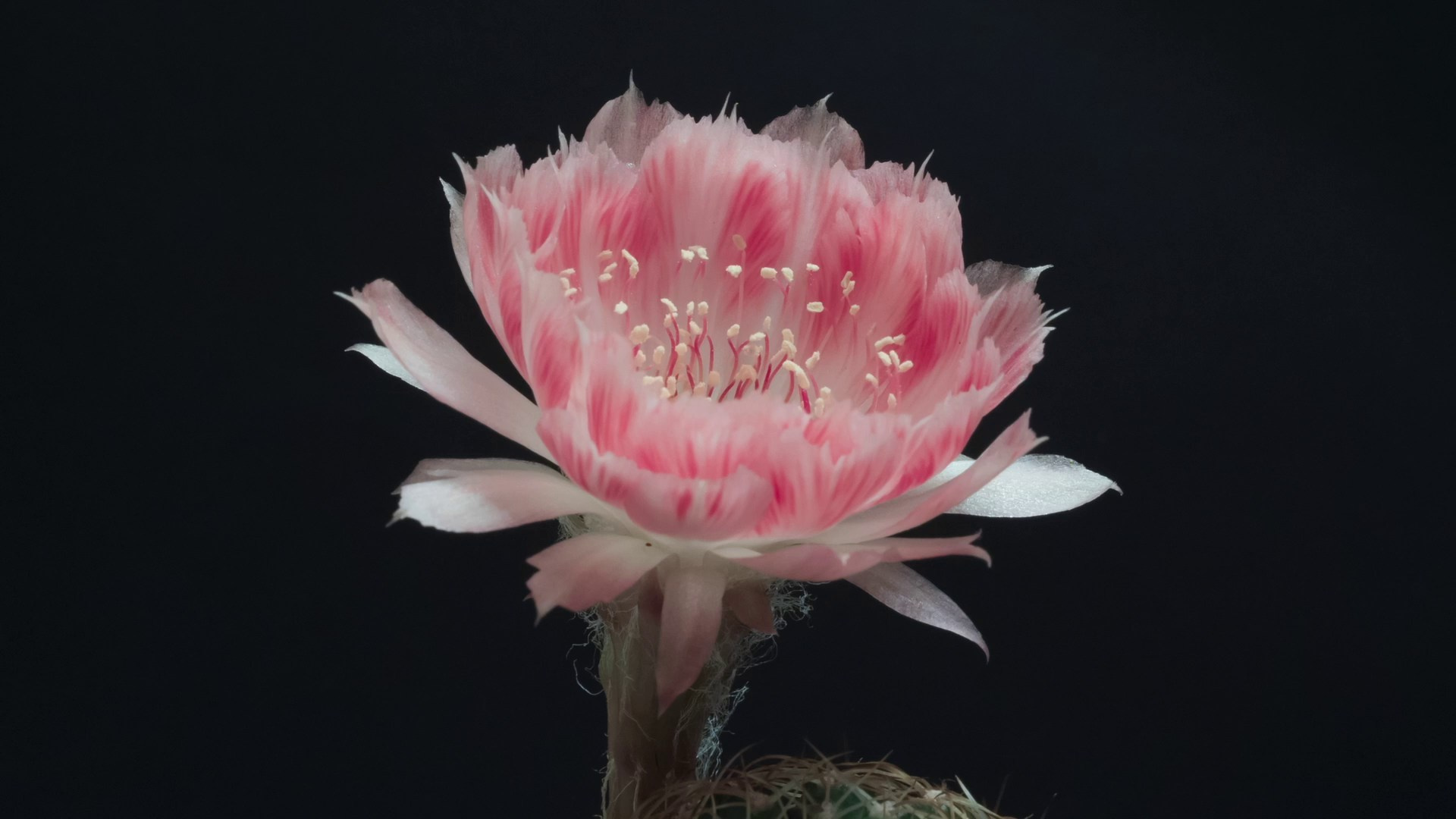 Свадьба и лав-стори. Видеограф и фотограф в Екатеринбурге Крисковец Дмитрий