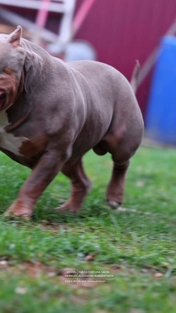 Булли стандарт кобель Зидан. ПИТОМНИК СОБАК ПОРОДЫ АМЕРИКАНСКИЙ БУЛЛИ