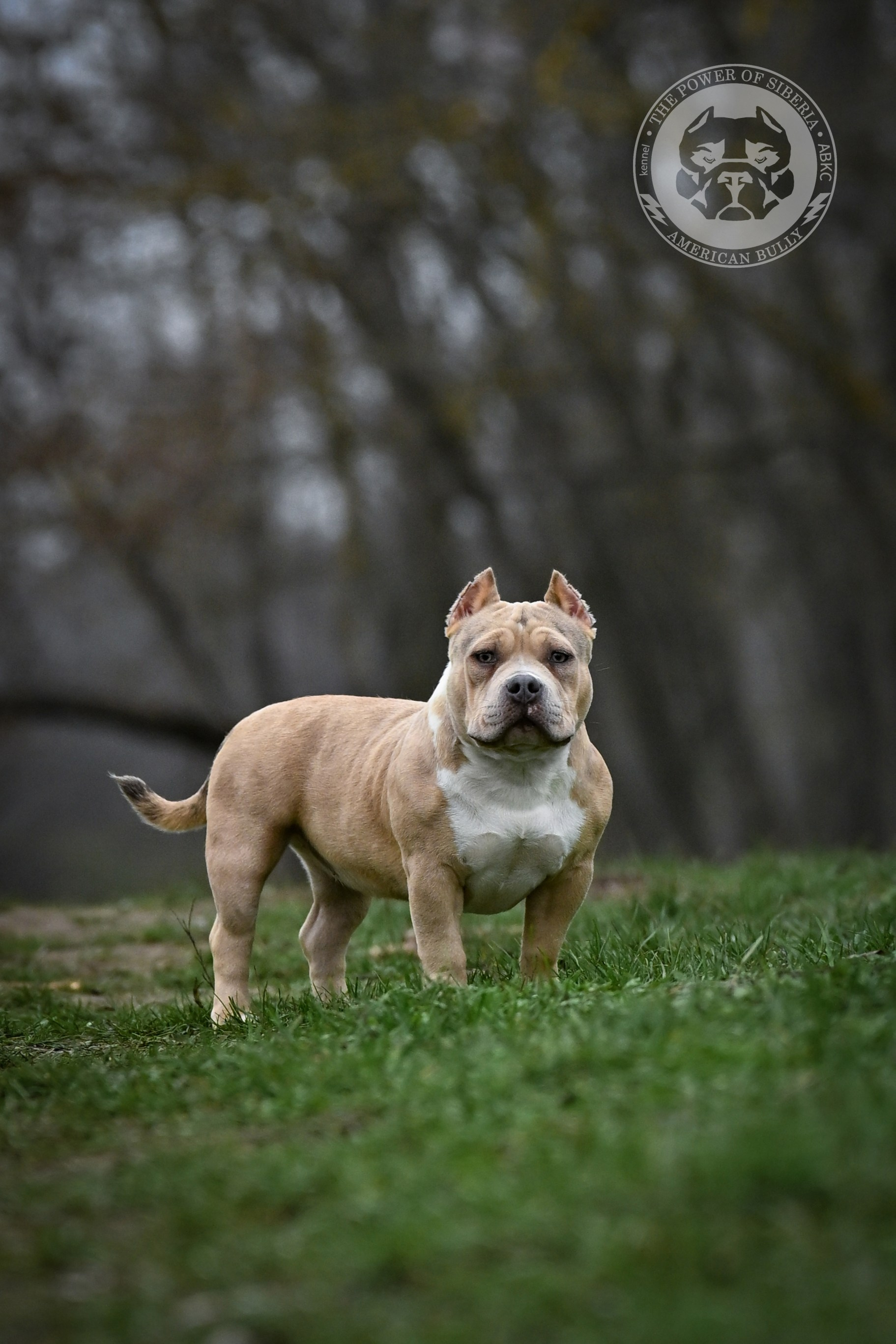 Американский булли купить щенка	в НСК, Купить щенка American Bully покет	в НСК, Купить щенка American Bully классик	в НСК, Купить щенка American Bully стандарт	в НСК, Купить щенка American Bully XL	в НСК, Купить щенка American Bully экзот	в НСК, American Bully щенок 	в НСК, American Bully цена щенка	в НСК, 