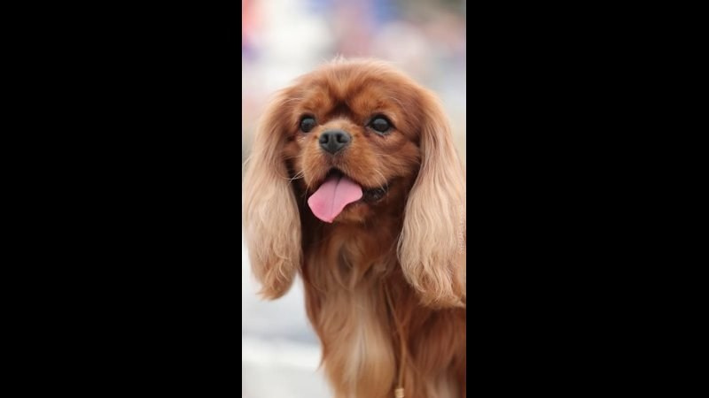 Видео. Фотограф — анималист Светлана Кысса|фотограф собак в Краснодаре и Нижнем Новгороде