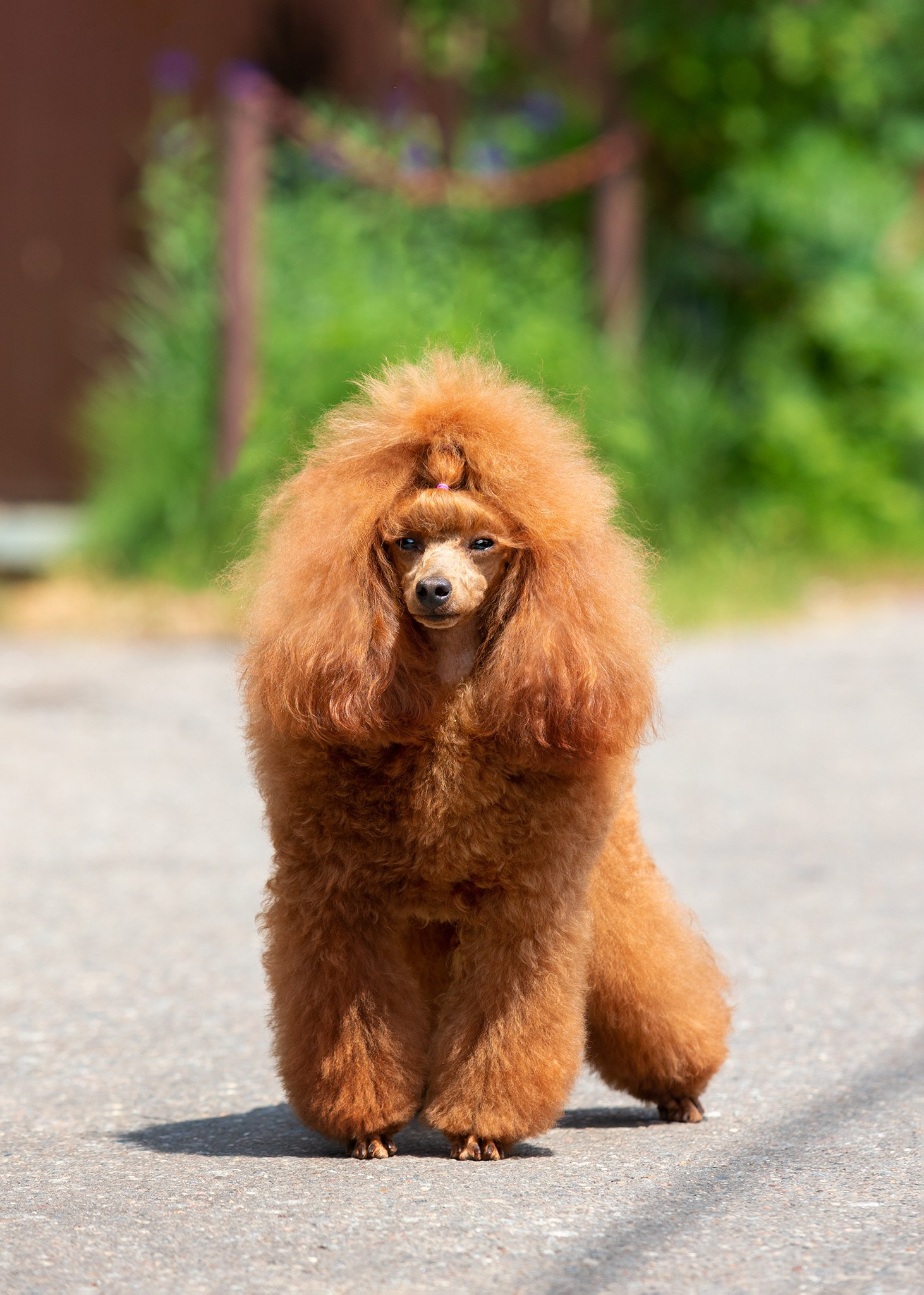Фотограф-анималист в Москве Евгения Старостина