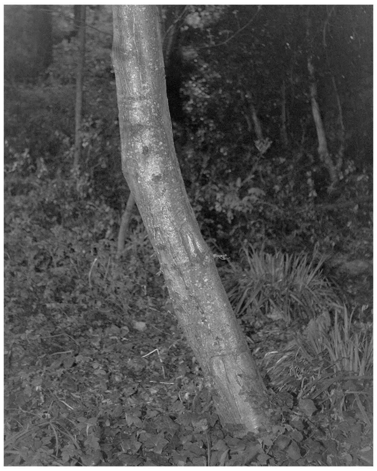 Тайрелл МакБрайд (Tyrell McBride) — темы памяти, ностальгии и меланхолии. Private image