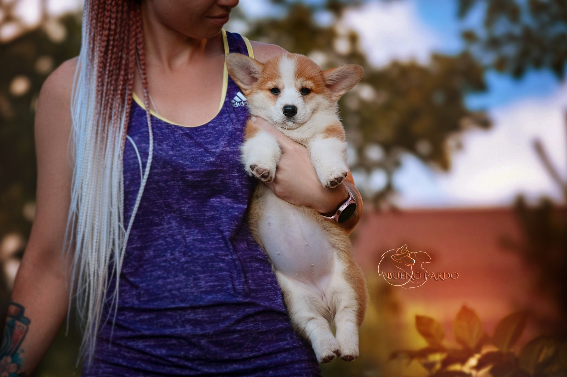 Щенки вельш корги пемброк из питомника. Питомник собак Акита, Хаски, Корги