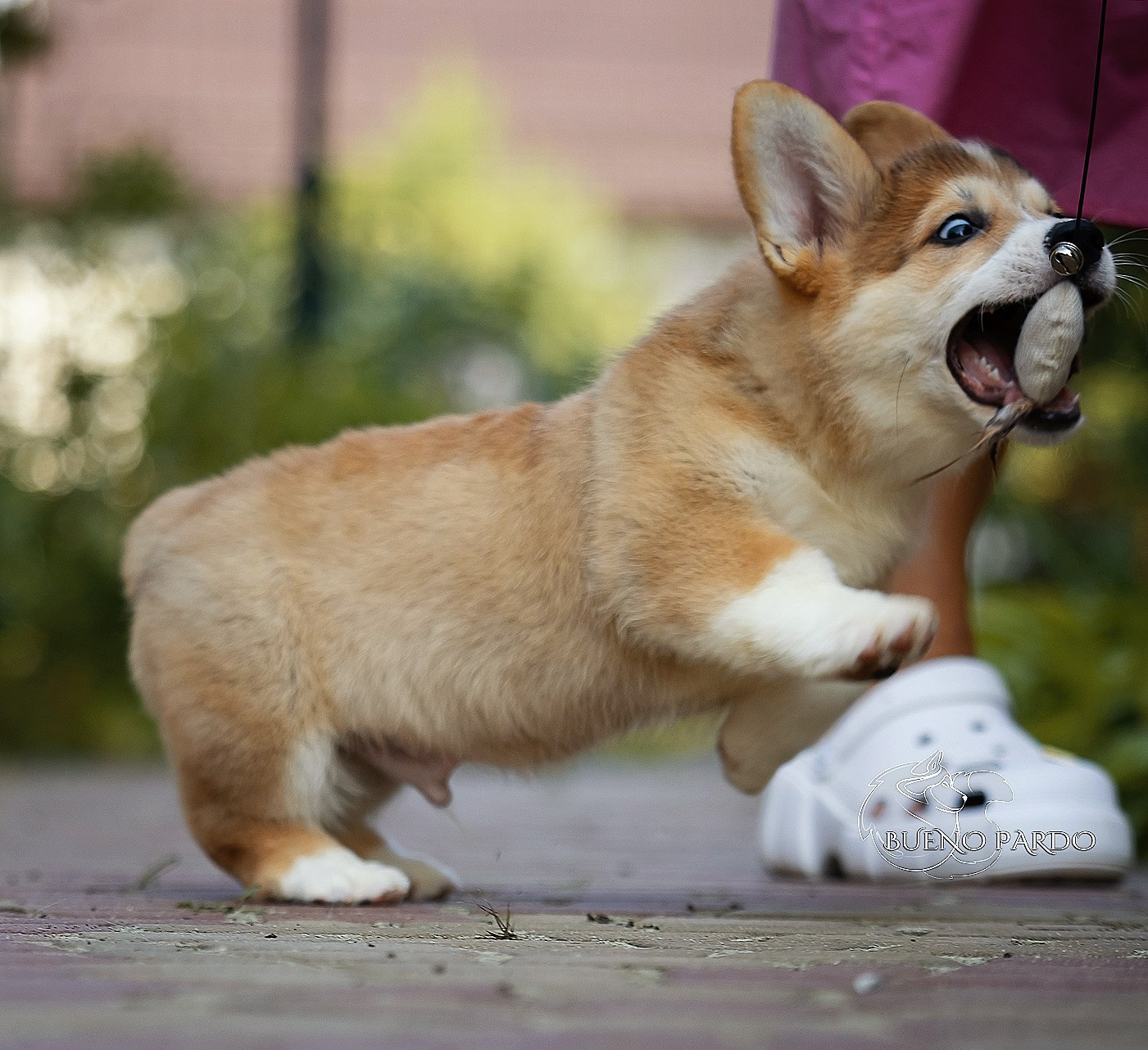 Щенки вельш корги пемброк из питомника. Питомник собак Акита, Хаски, Корги