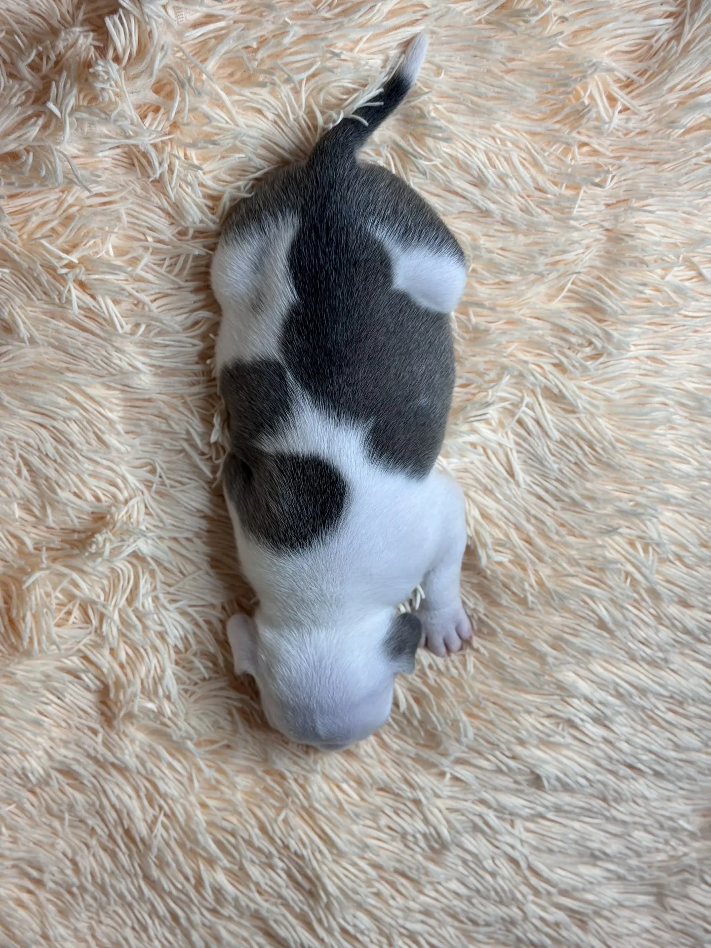 Свободные щенки Американский Булли стандарт и Свободные щенки Американский Булли классик. Американский Булли в г. Ростов-на-Дону. Питомник THE POWER OF SIBERIA