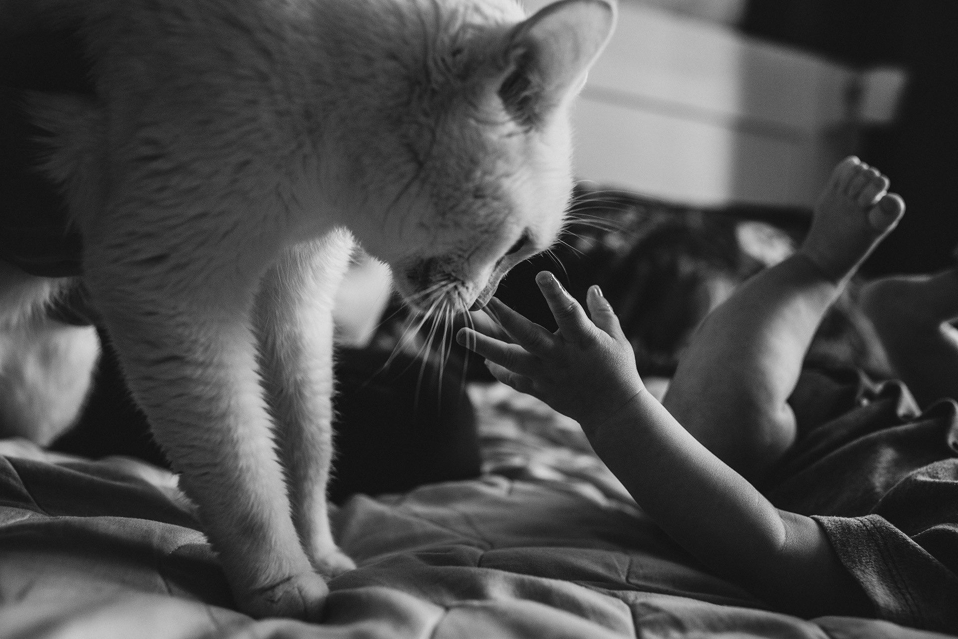 Услуги и цены. Семейный фотограф Москва