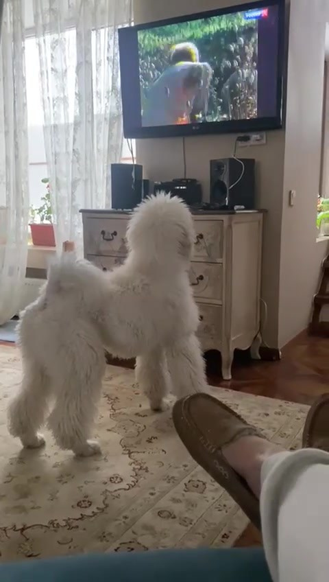 Бадди. Актерское агентство Art-faces