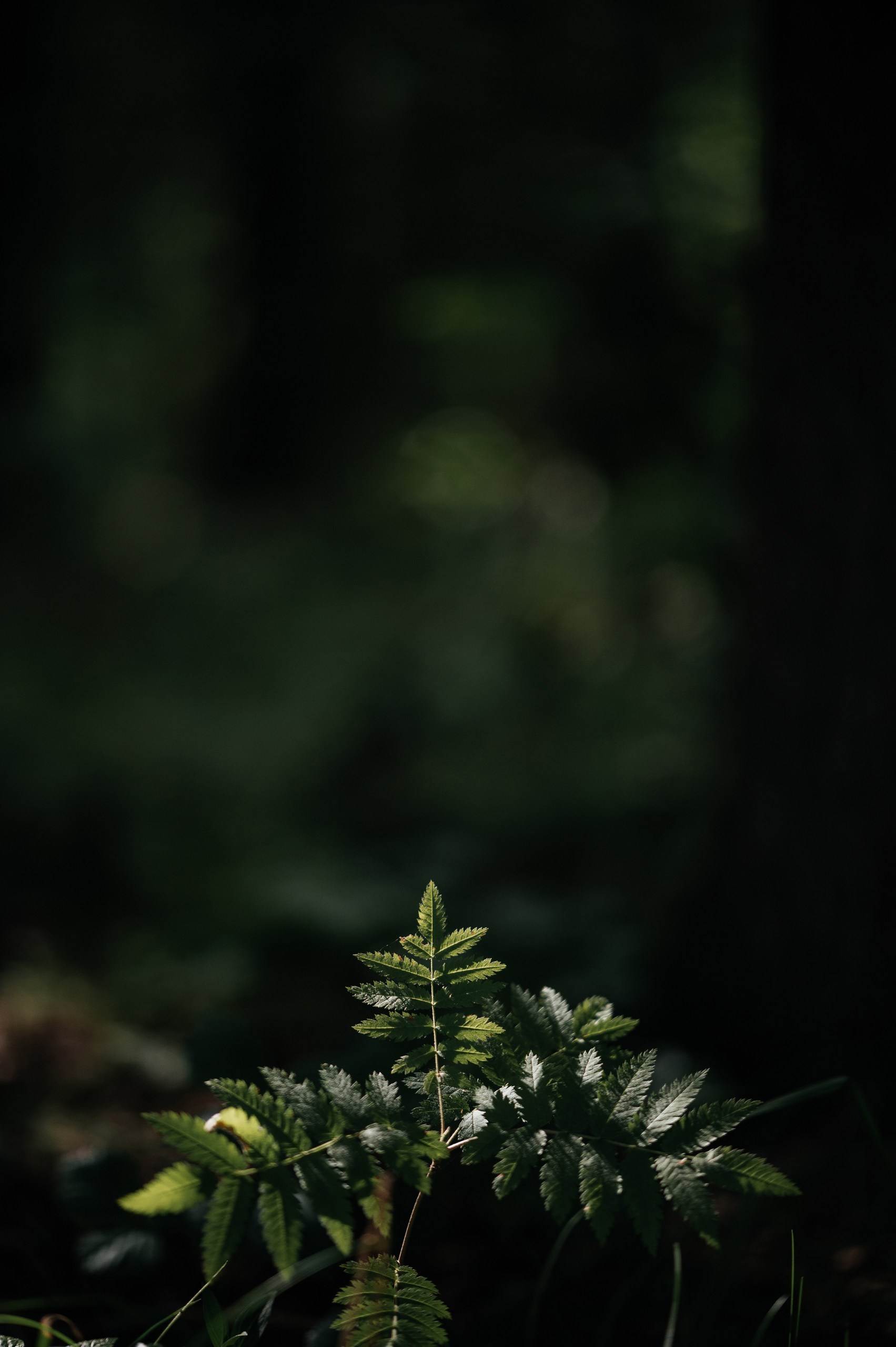 Wedding A&K. Wedding photographer in Moscow and around the world Andrey Medvednikov